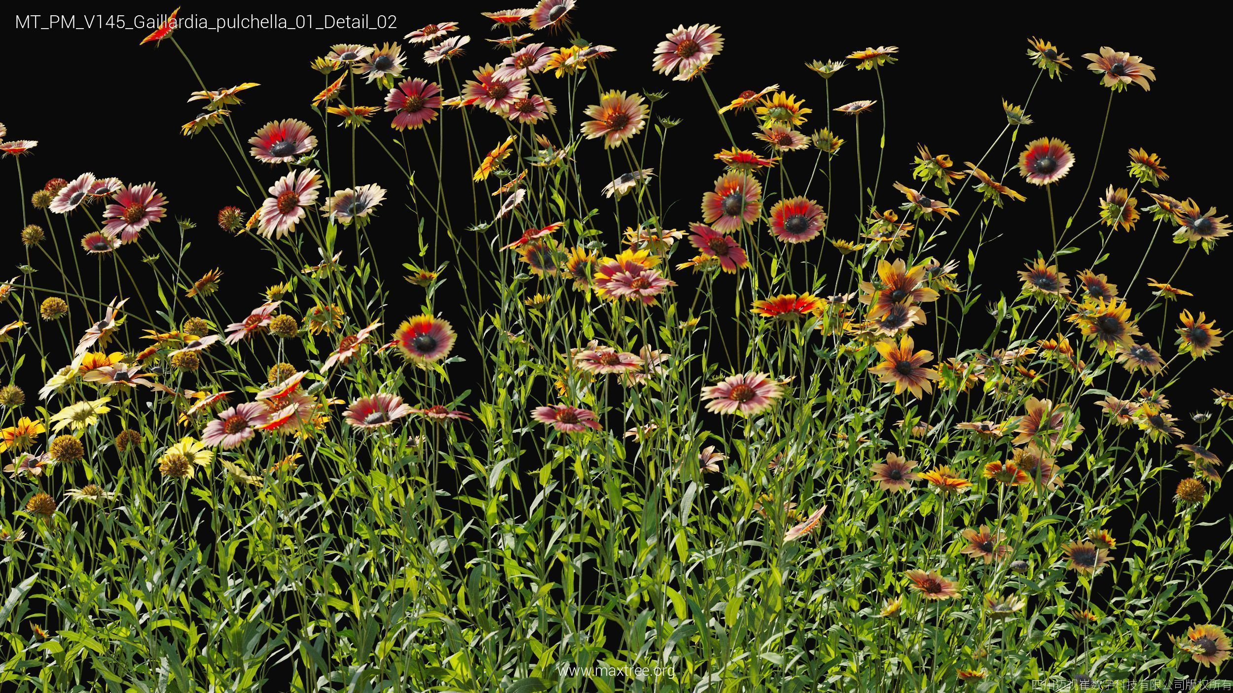 Maxtree Plant Models Vol 145 - Mesh 3D model_19