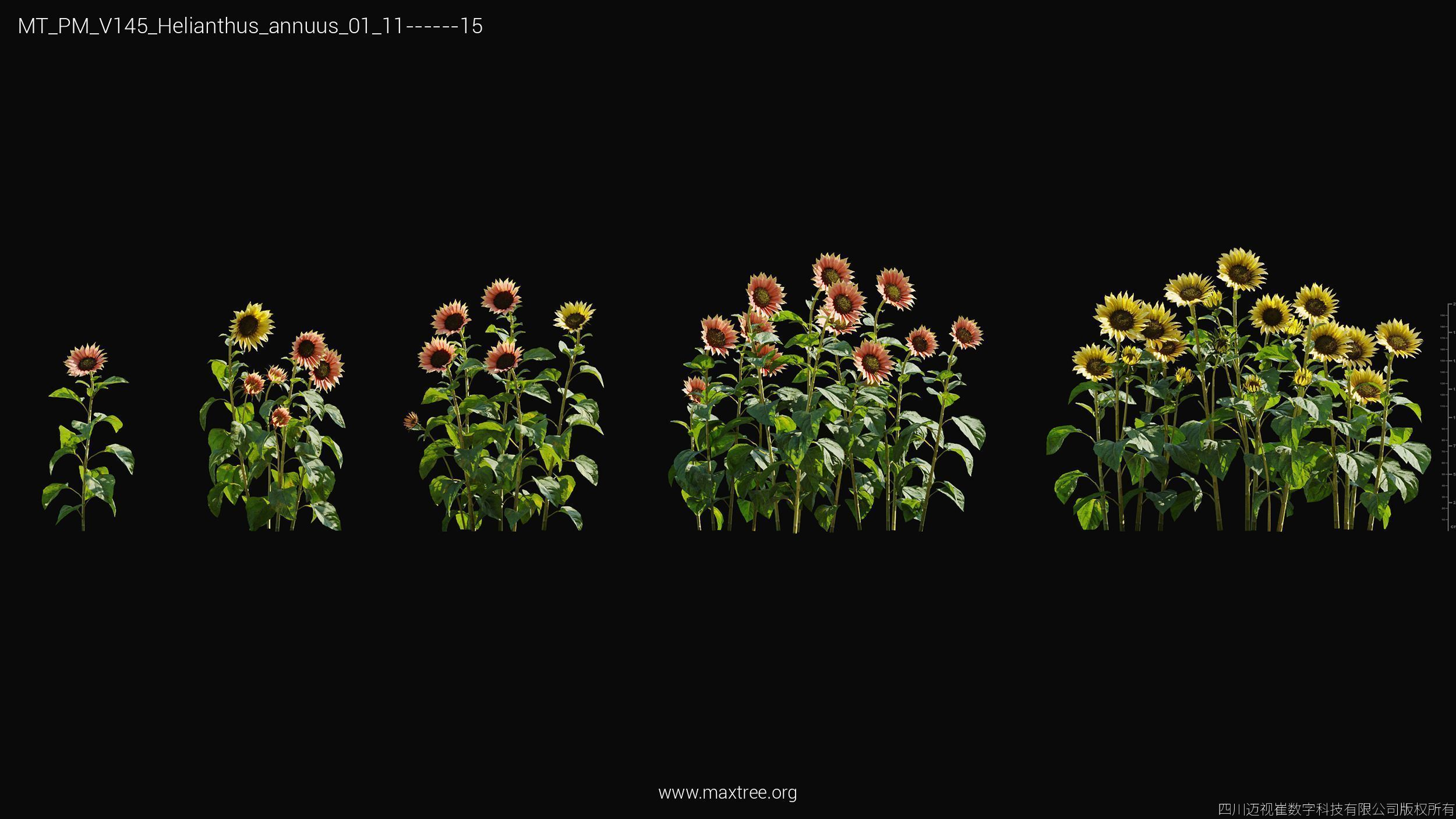 Maxtree Plant Models Vol 145 - Mesh 3D model_27