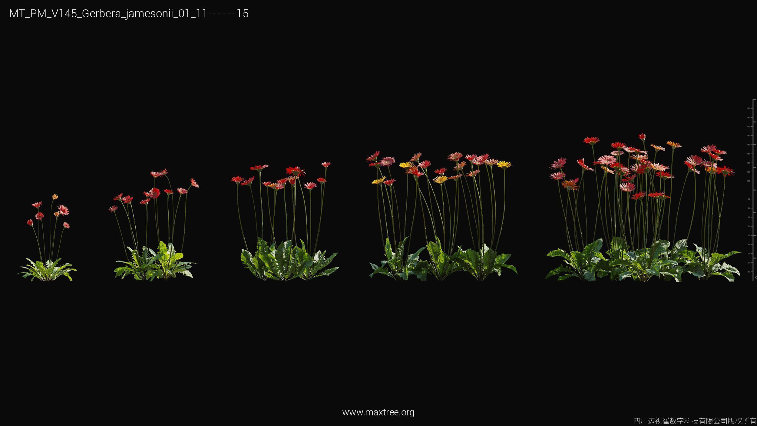 Maxtree Plant Models Vol 145 - Mesh 3D model_22