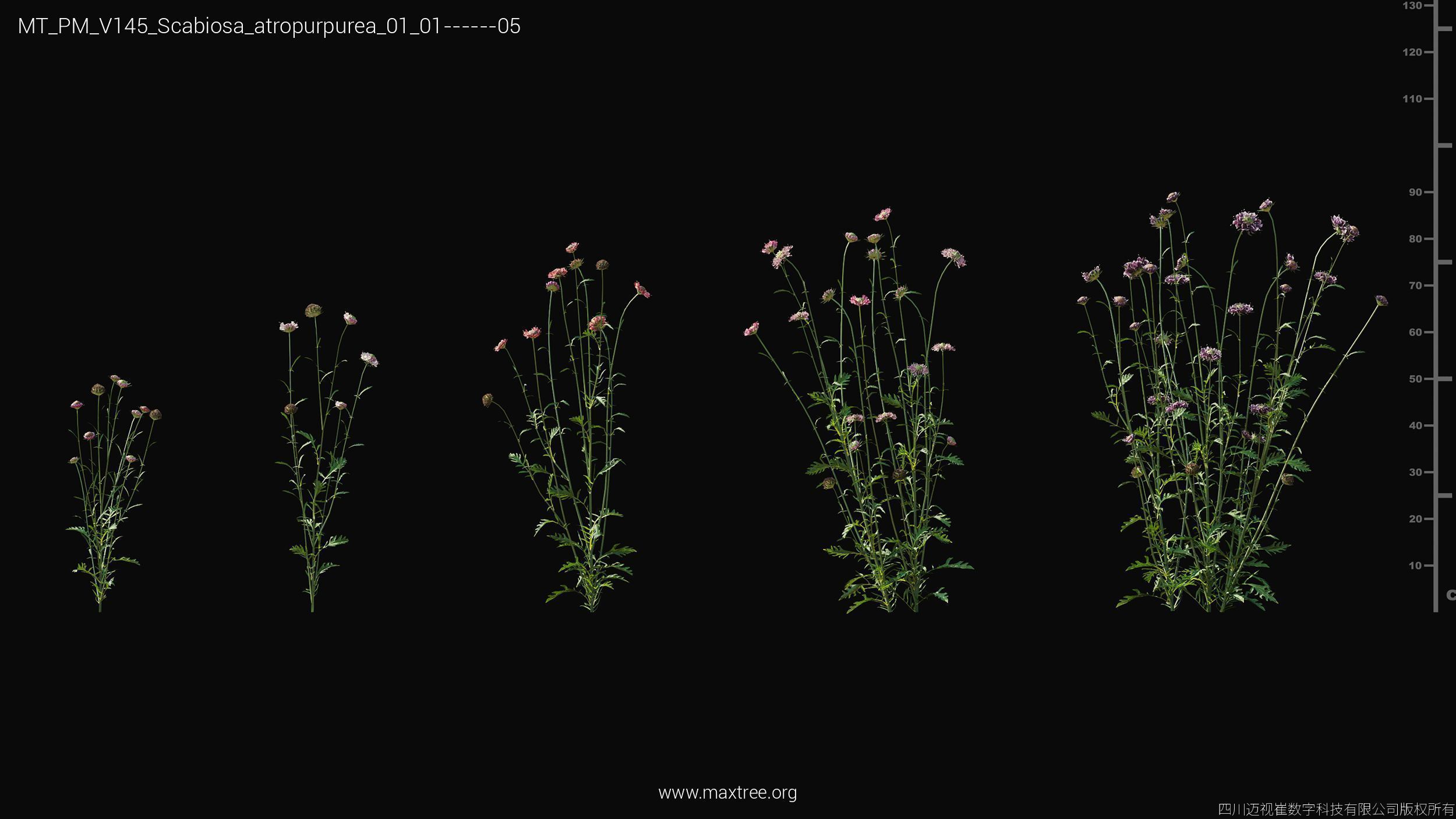 Maxtree Plant Models Vol 145 - Mesh 3D model_45