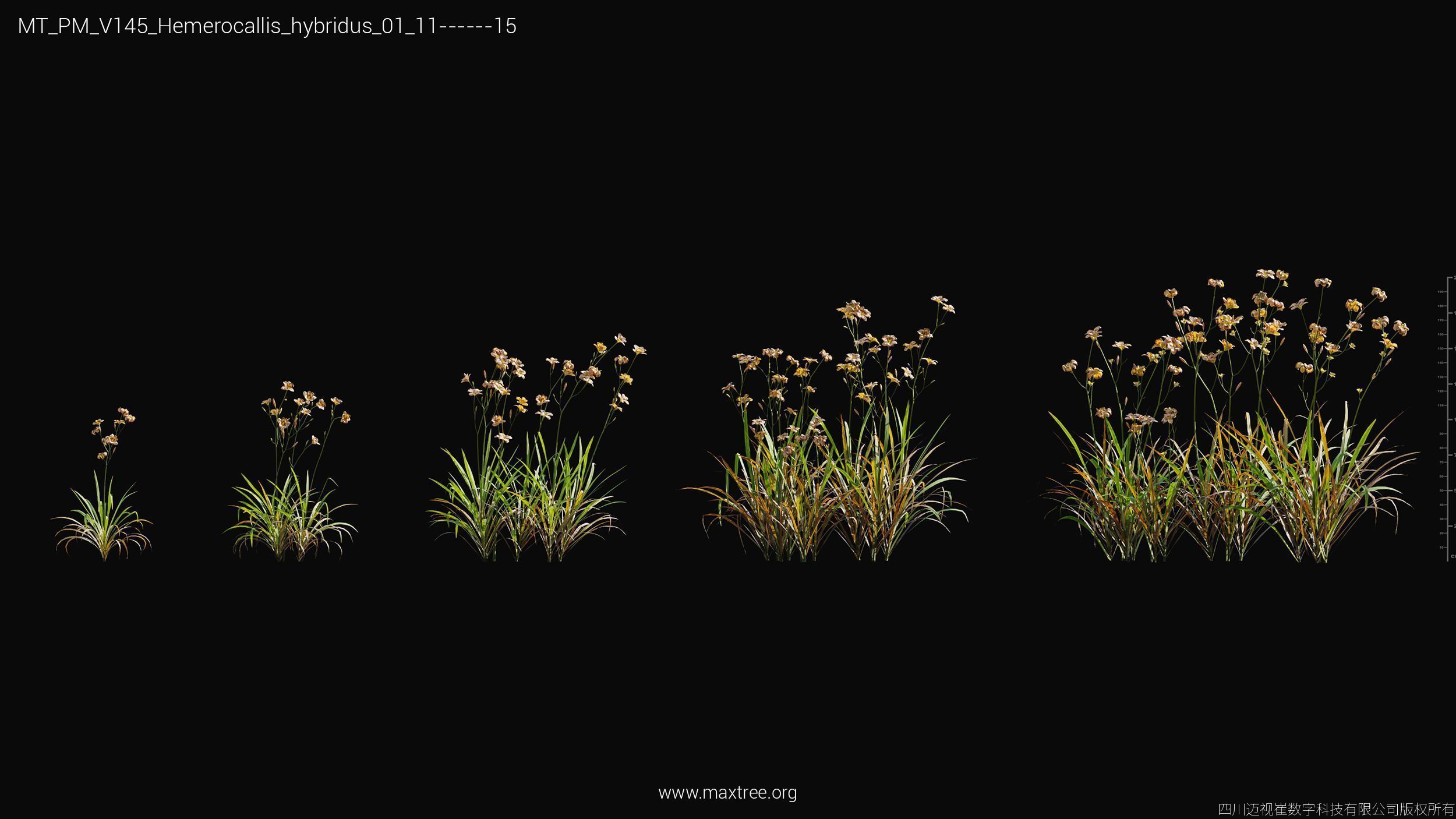 Maxtree Plant Models Vol 145 - Mesh 3D model_32