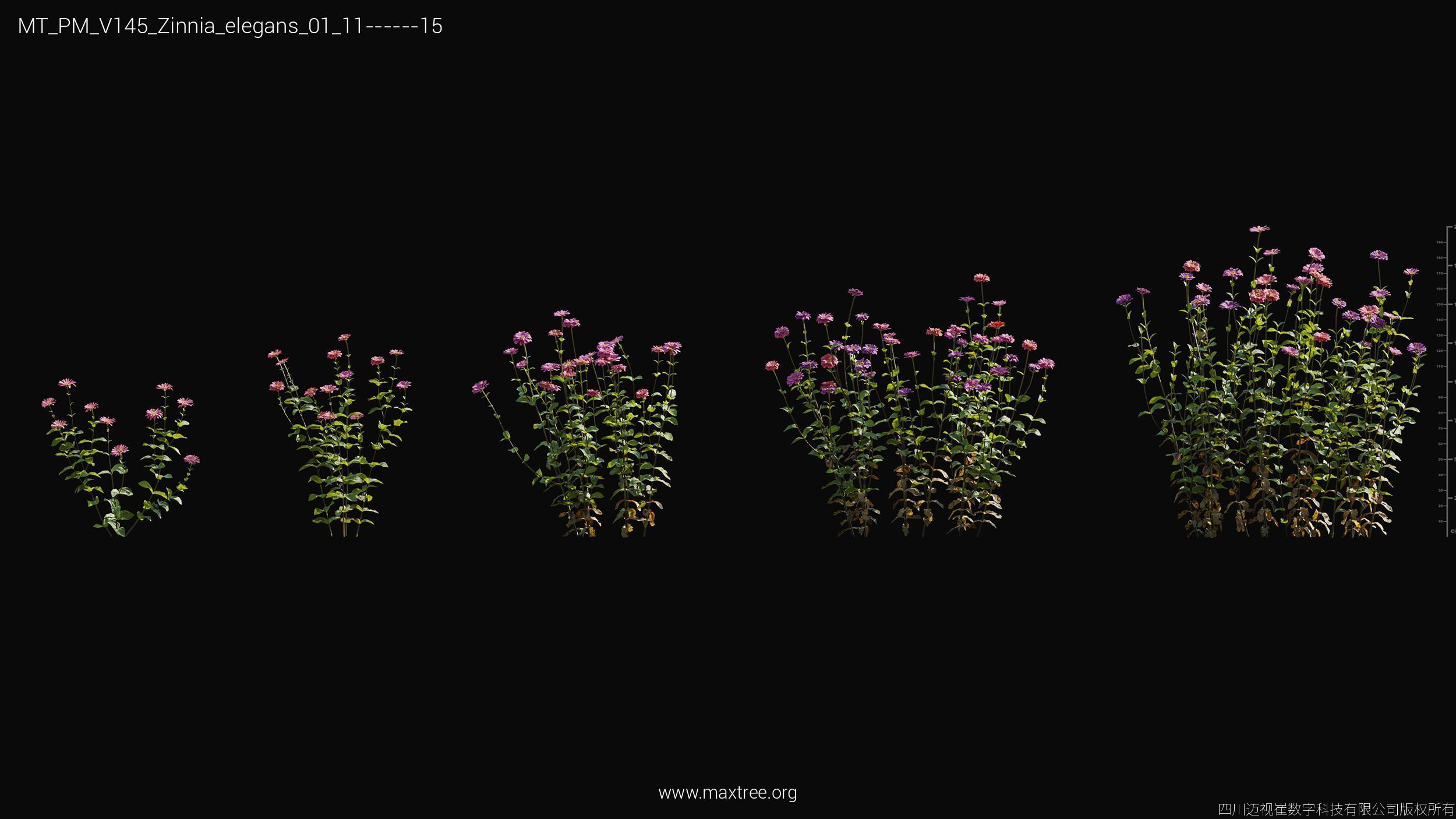 Maxtree Plant Models Vol 145 - Mesh 3D model_62