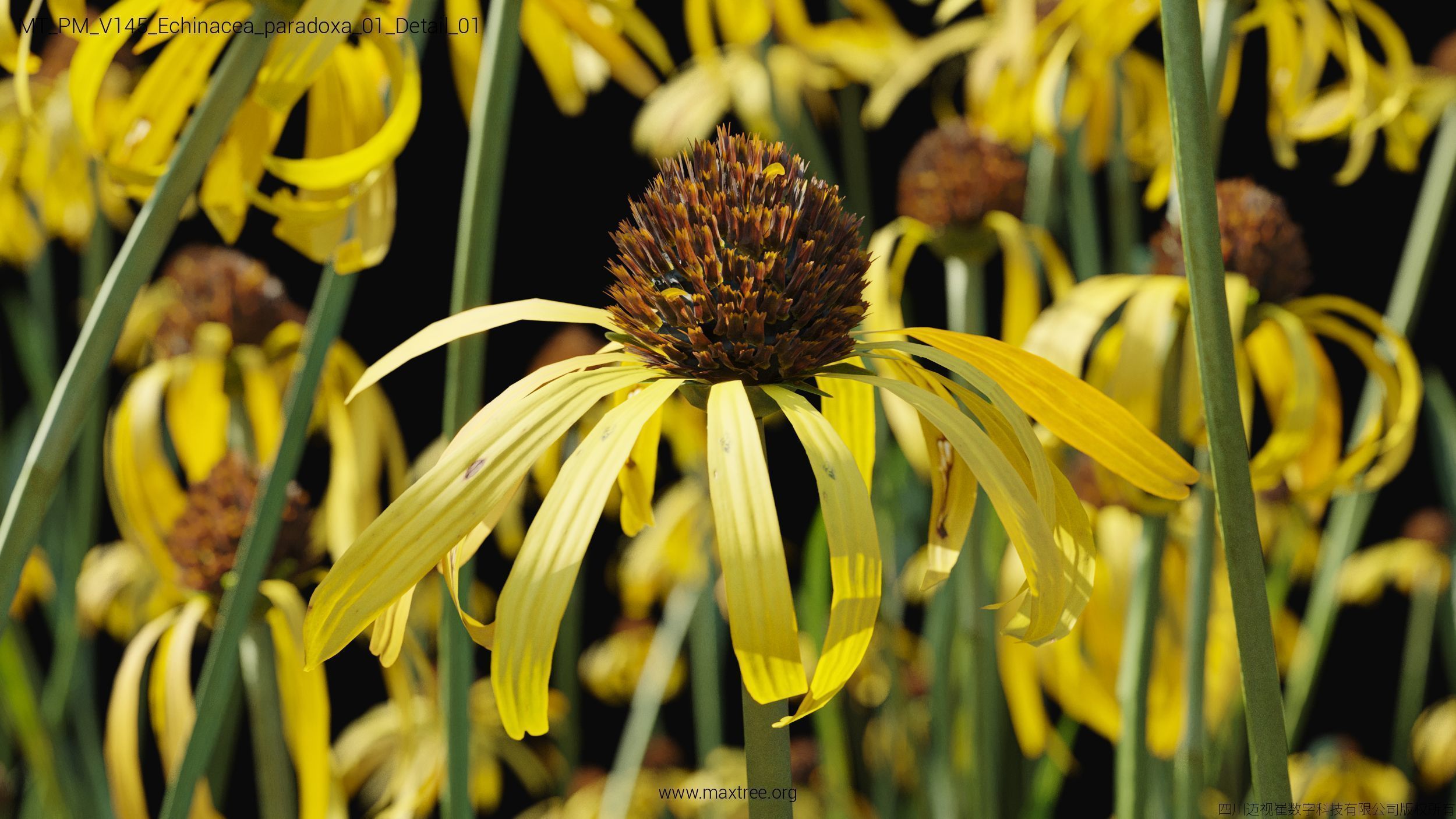 Maxtree Plant Models Vol 145 - Mesh 3D model_8