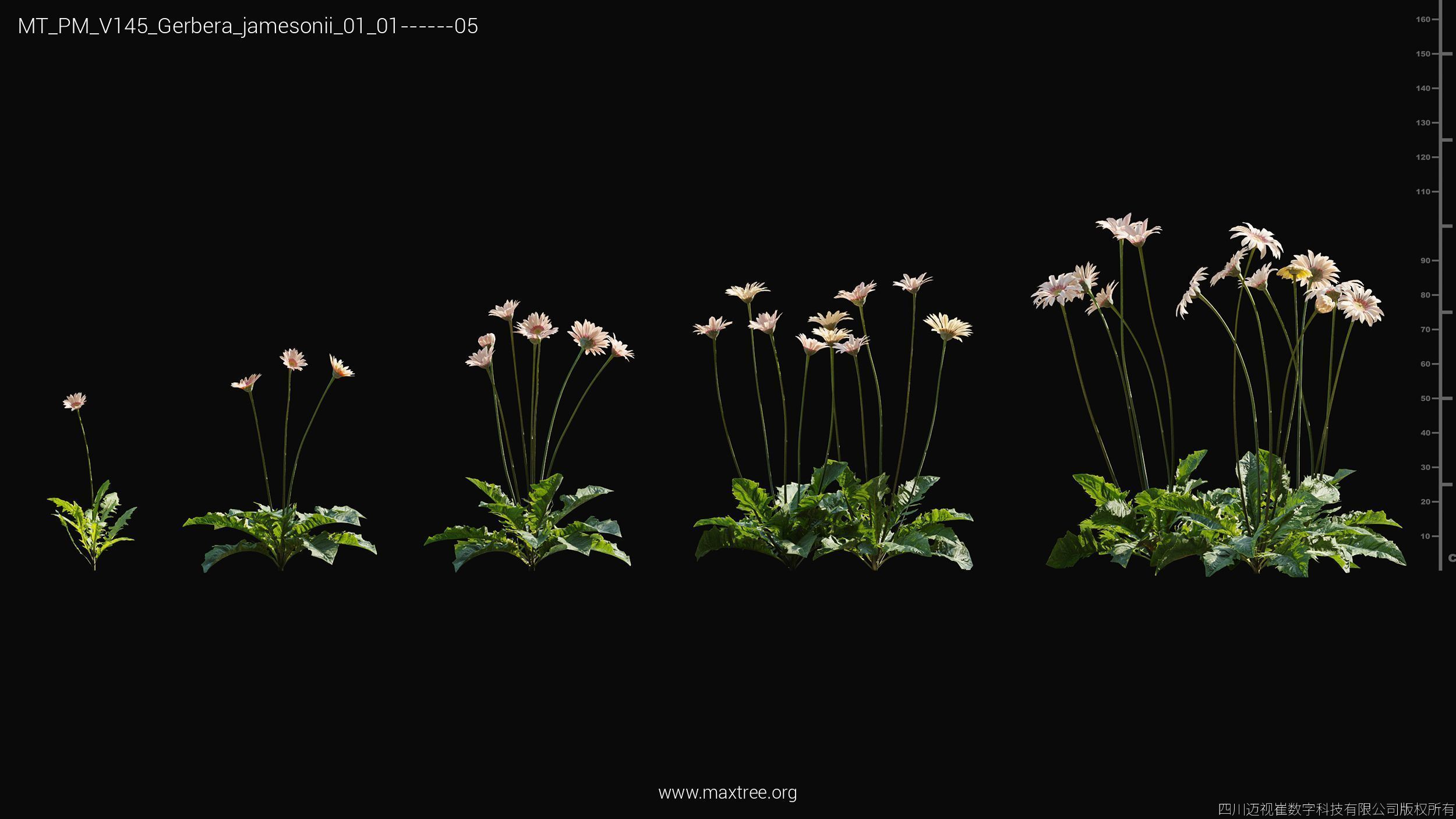 Maxtree Plant Models Vol 145 - Mesh 3D model_20