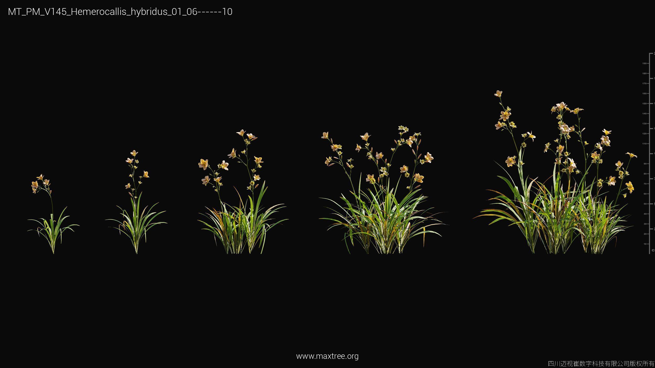 Maxtree Plant Models Vol 145 - Mesh 3D model_31