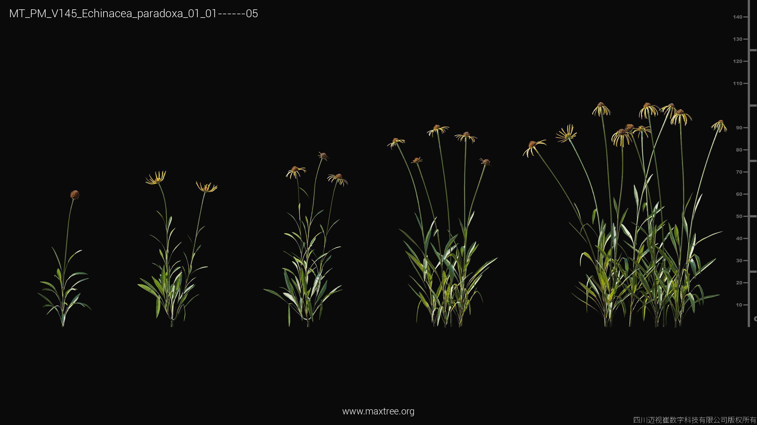 Maxtree Plant Models Vol 145 - Mesh 3D model_5