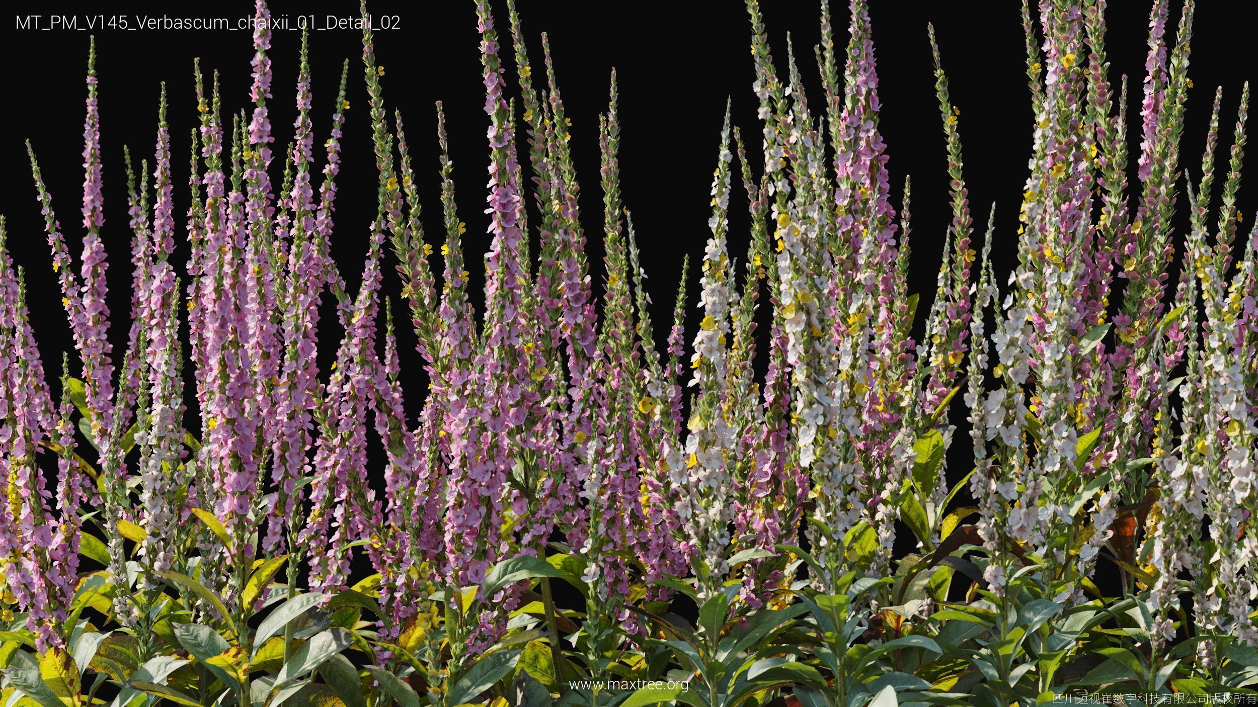 Maxtree Plant Models Vol 145 - Mesh 3D model_59