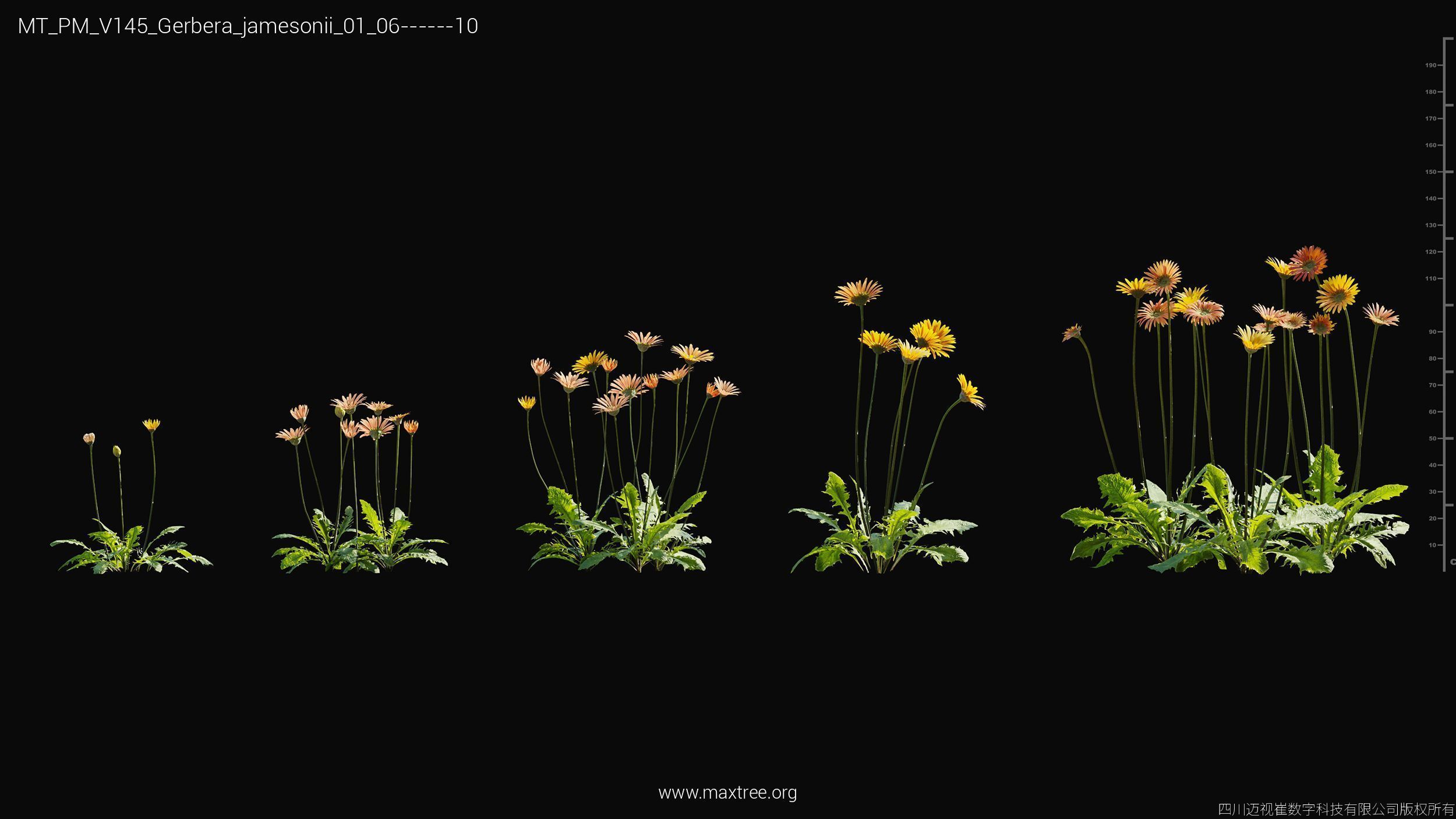 Maxtree Plant Models Vol 145 - Mesh 3D model_21