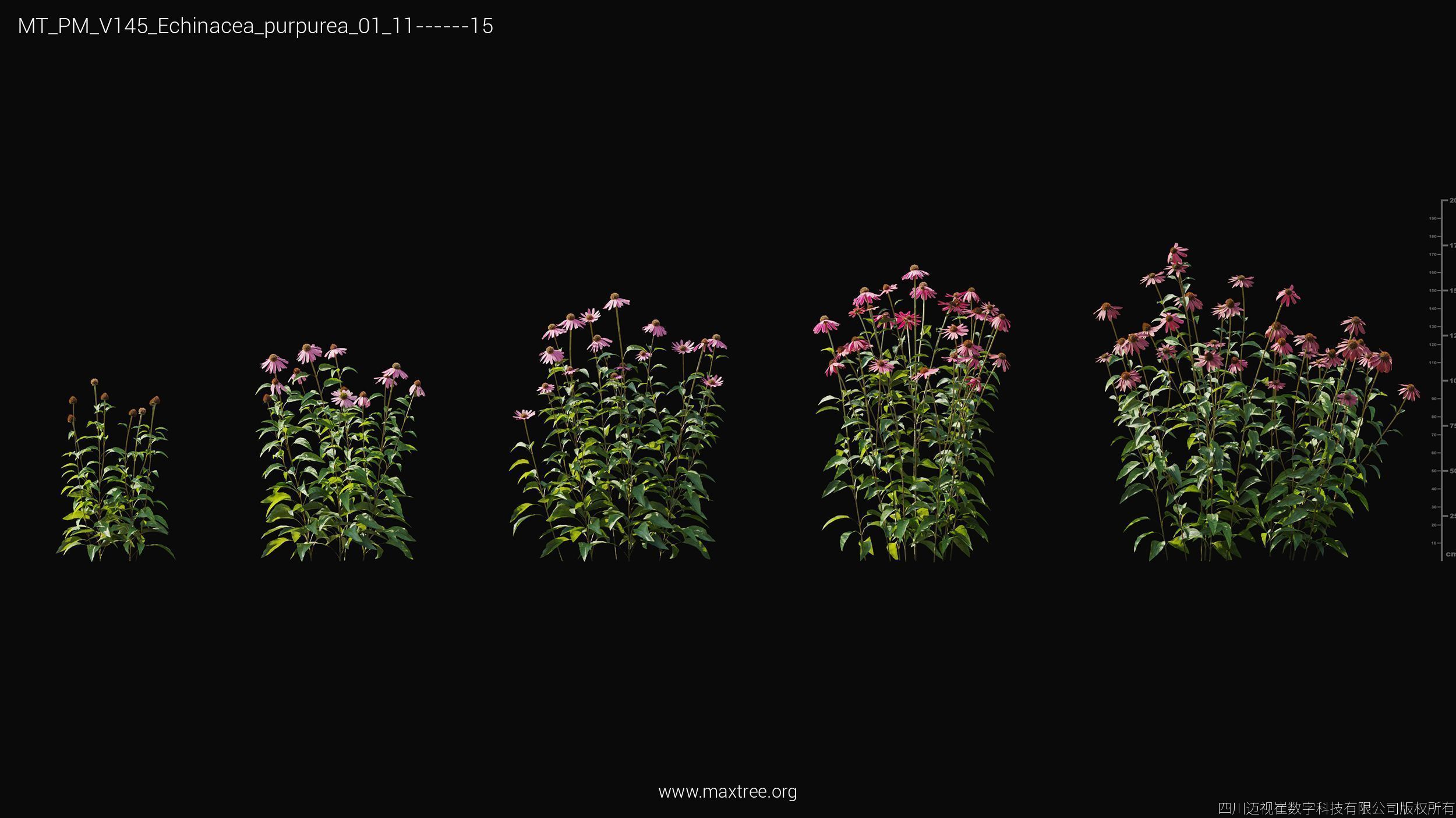 Maxtree Plant Models Vol 145 - Mesh 3D model_12