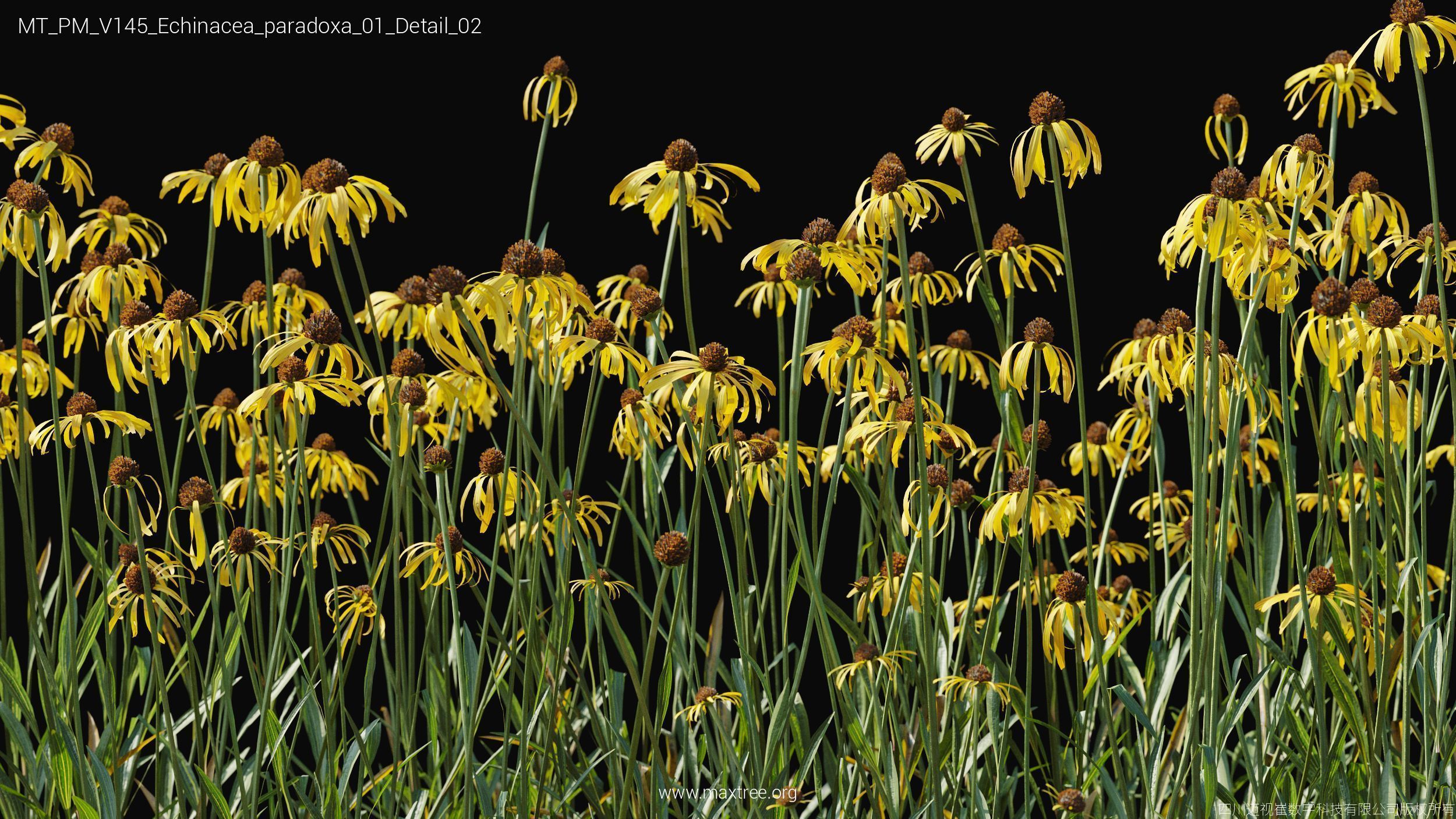 Maxtree Plant Models Vol 145 - Mesh 3D model_9