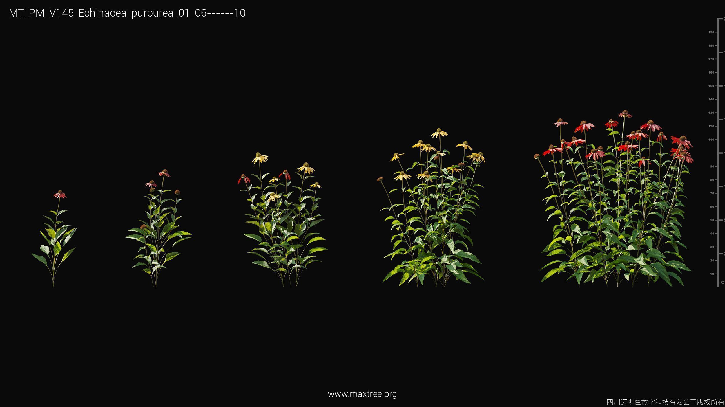 Maxtree Plant Models Vol 145 - Mesh 3D model_11