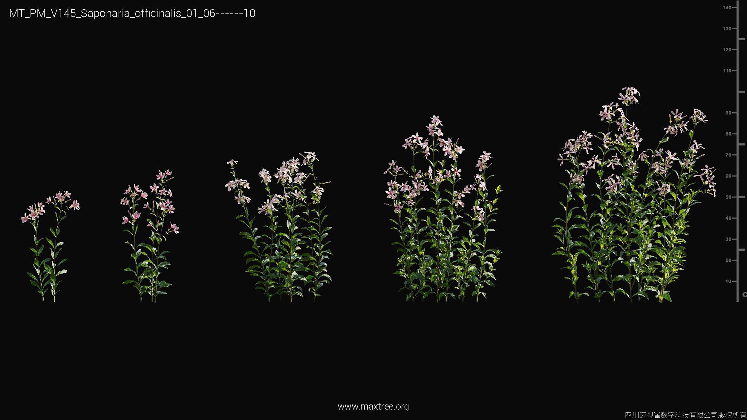 Maxtree Plant Models Vol 145 - Mesh 3D model_41