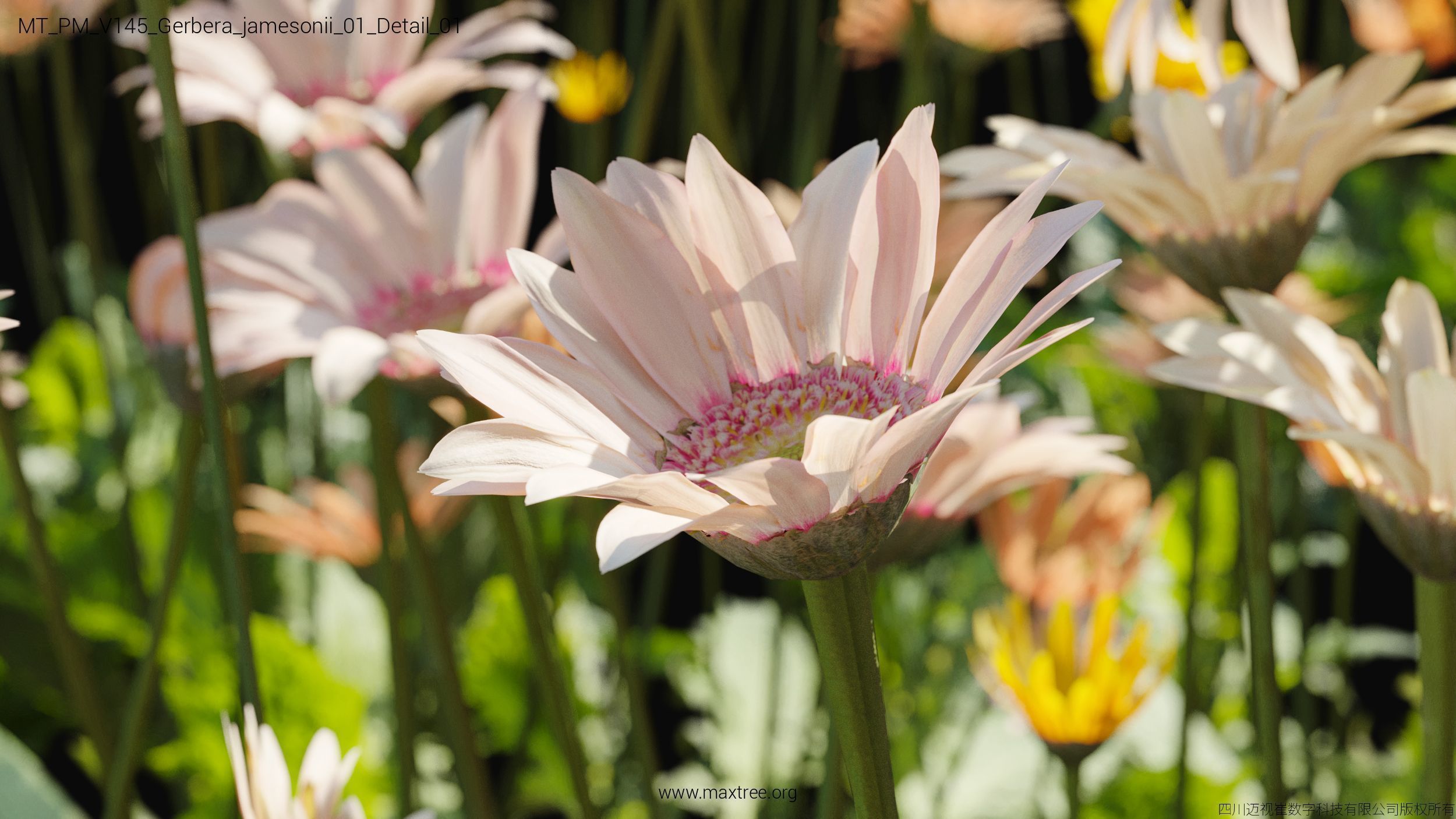 Maxtree Plant Models Vol 145 - Mesh 3D model_23