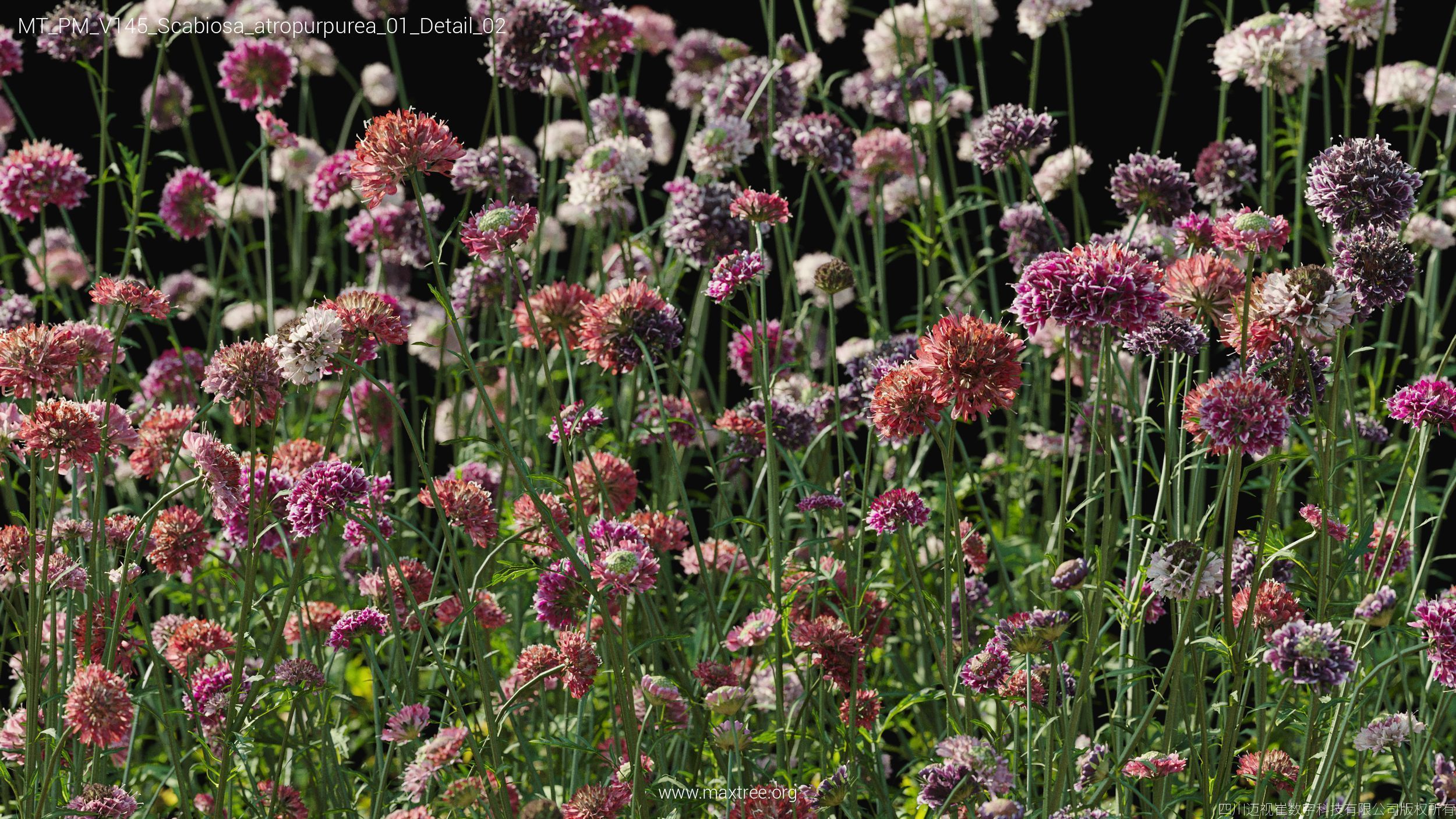 Maxtree Plant Models Vol 145 - Mesh 3D model_49