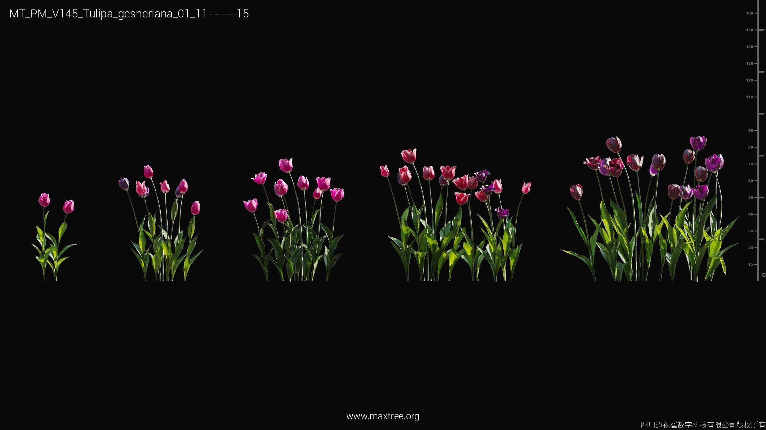 Maxtree Plant Models Vol 145 - Mesh 3D model_52