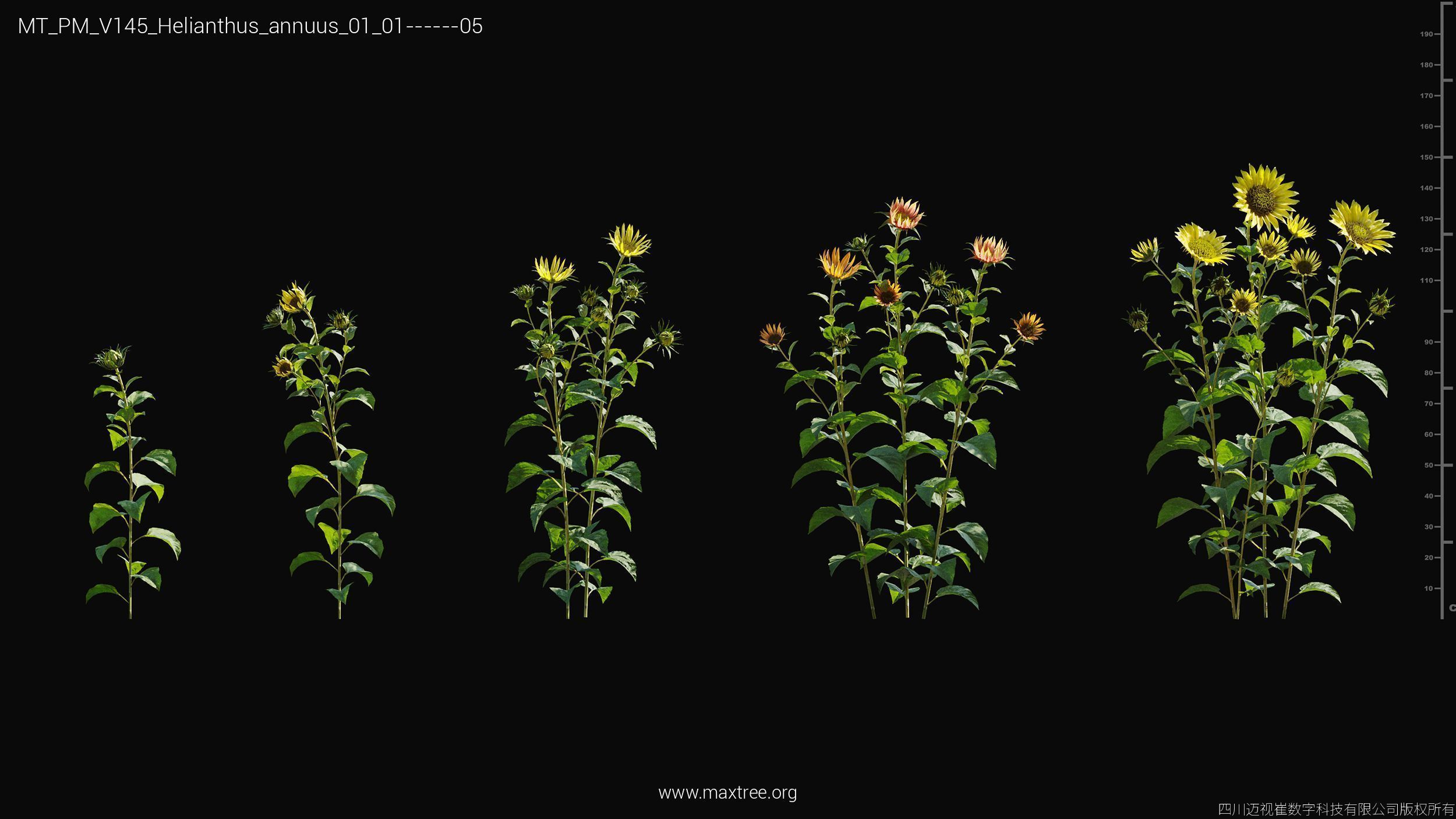 Maxtree Plant Models Vol 145 - Mesh 3D model_25