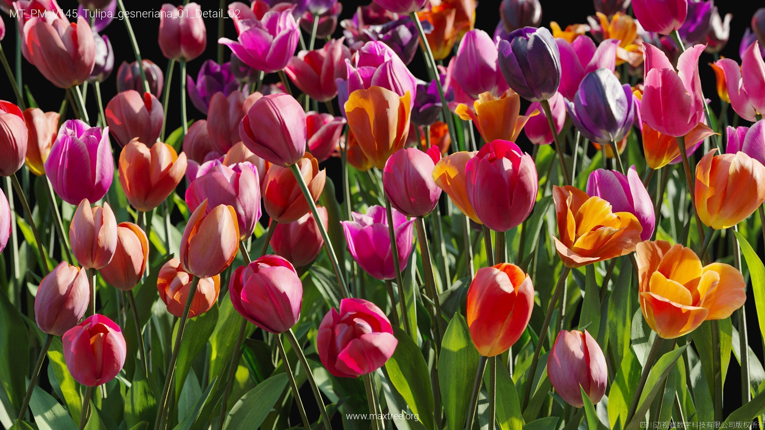 Maxtree Plant Models Vol 145 - Mesh 3D model_54