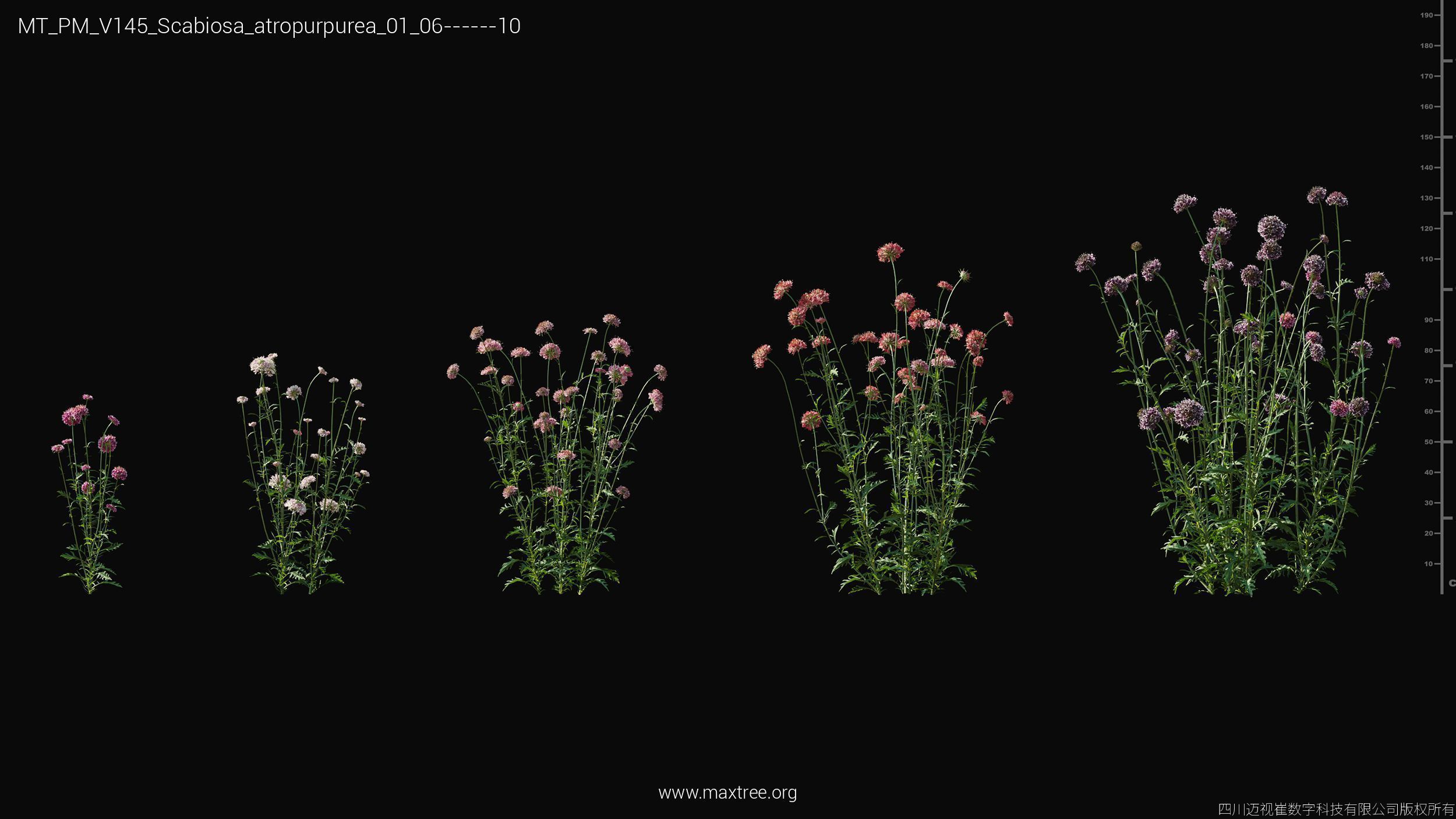 Maxtree Plant Models Vol 145 - Mesh 3D model_46