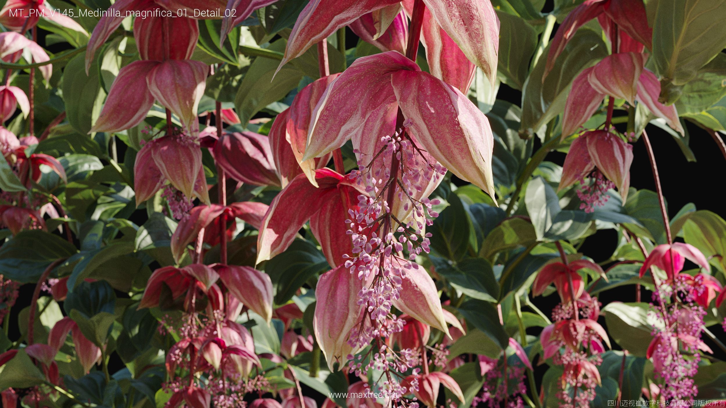 Maxtree Plant Models Vol 145 - Mesh 3D model_39