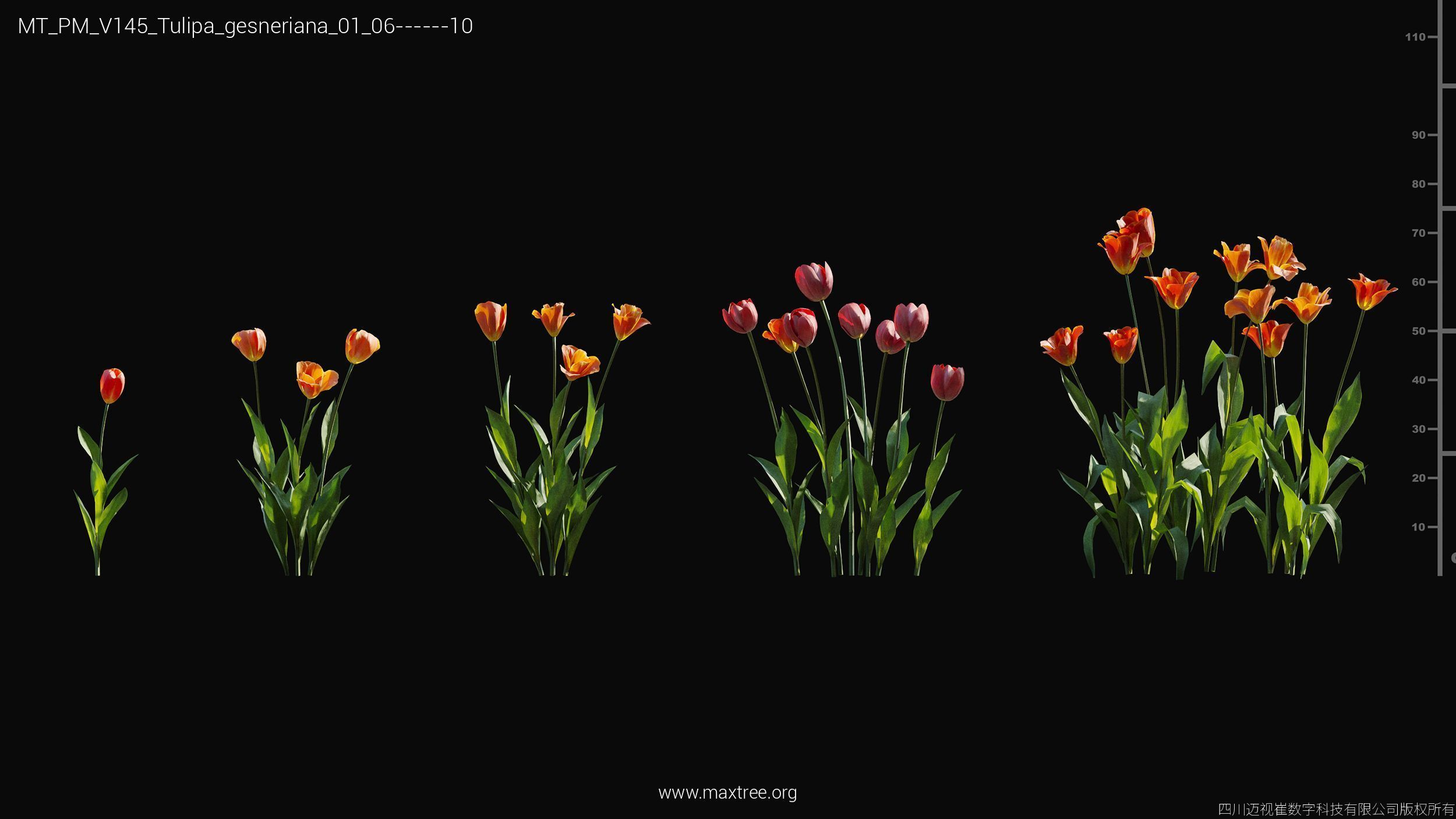 Maxtree Plant Models Vol 145 - Mesh 3D model_51