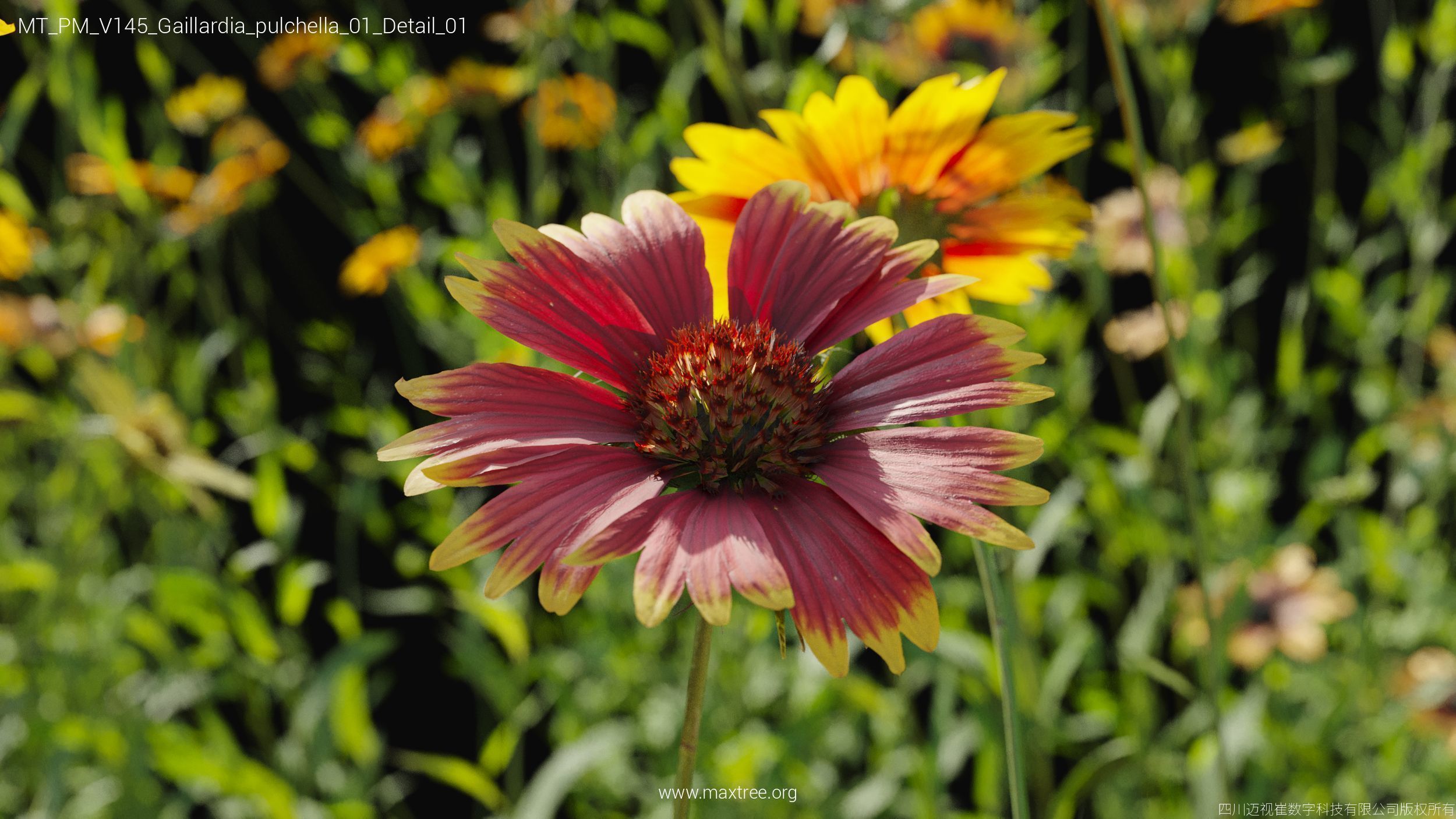 Maxtree Plant Models Vol 145 - Mesh 3D model_18