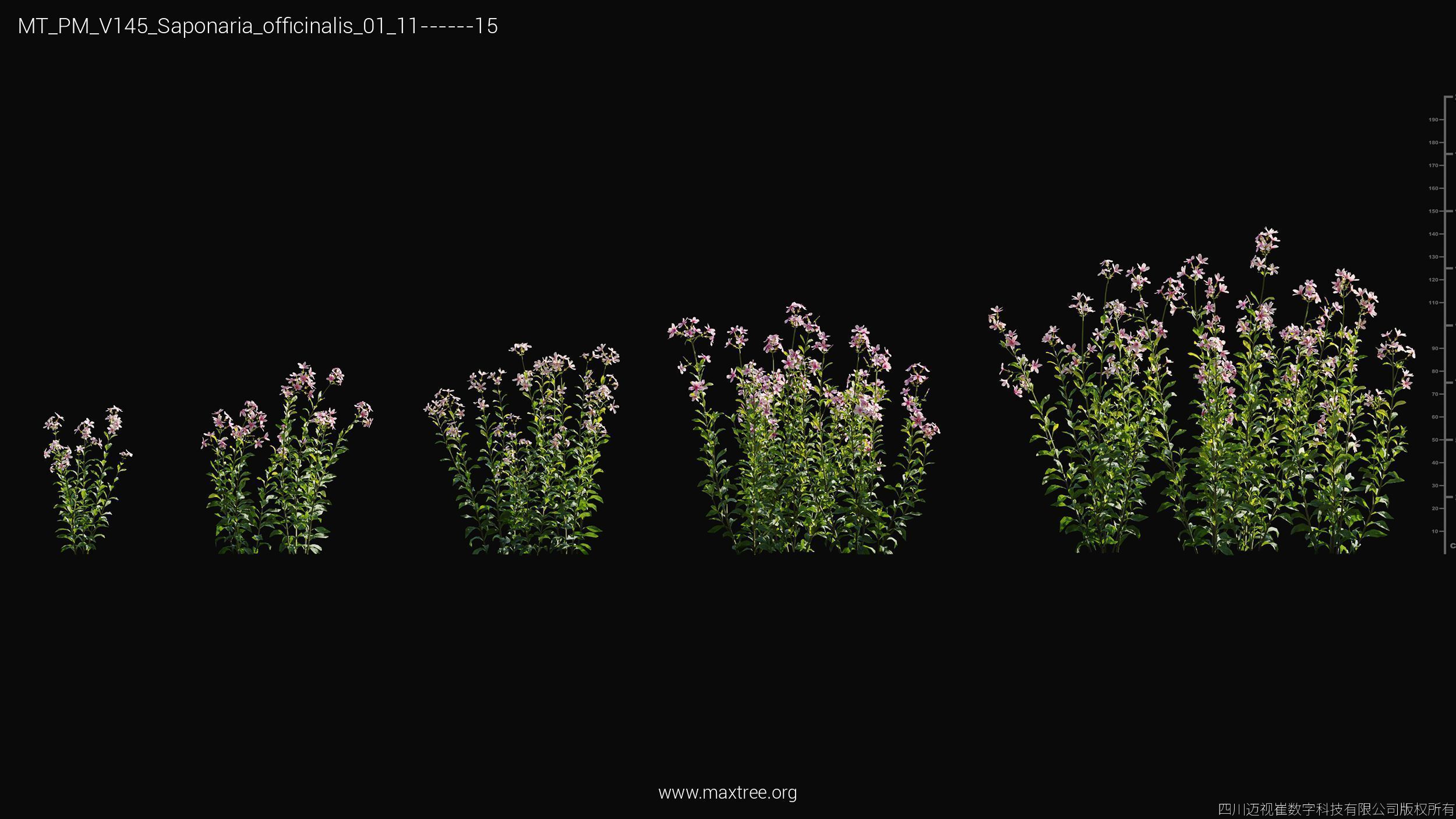 Maxtree Plant Models Vol 145 - Mesh 3D model_42