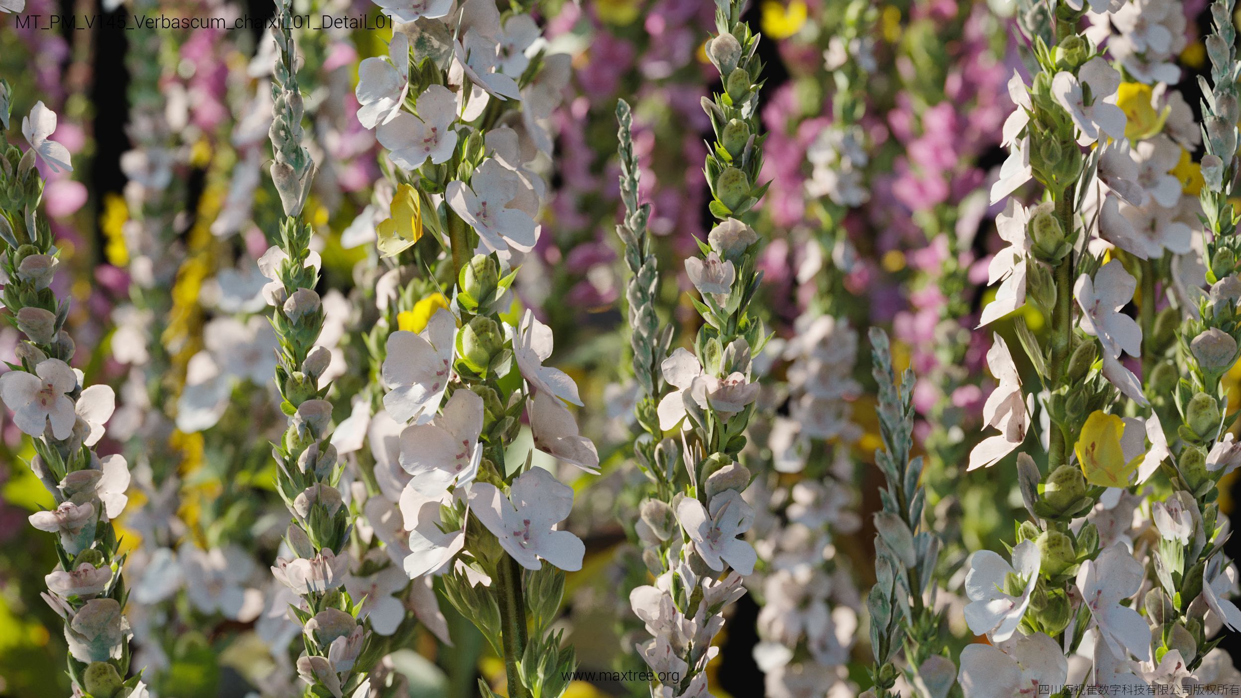 Maxtree Plant Models Vol 145 - Mesh 3D model_58