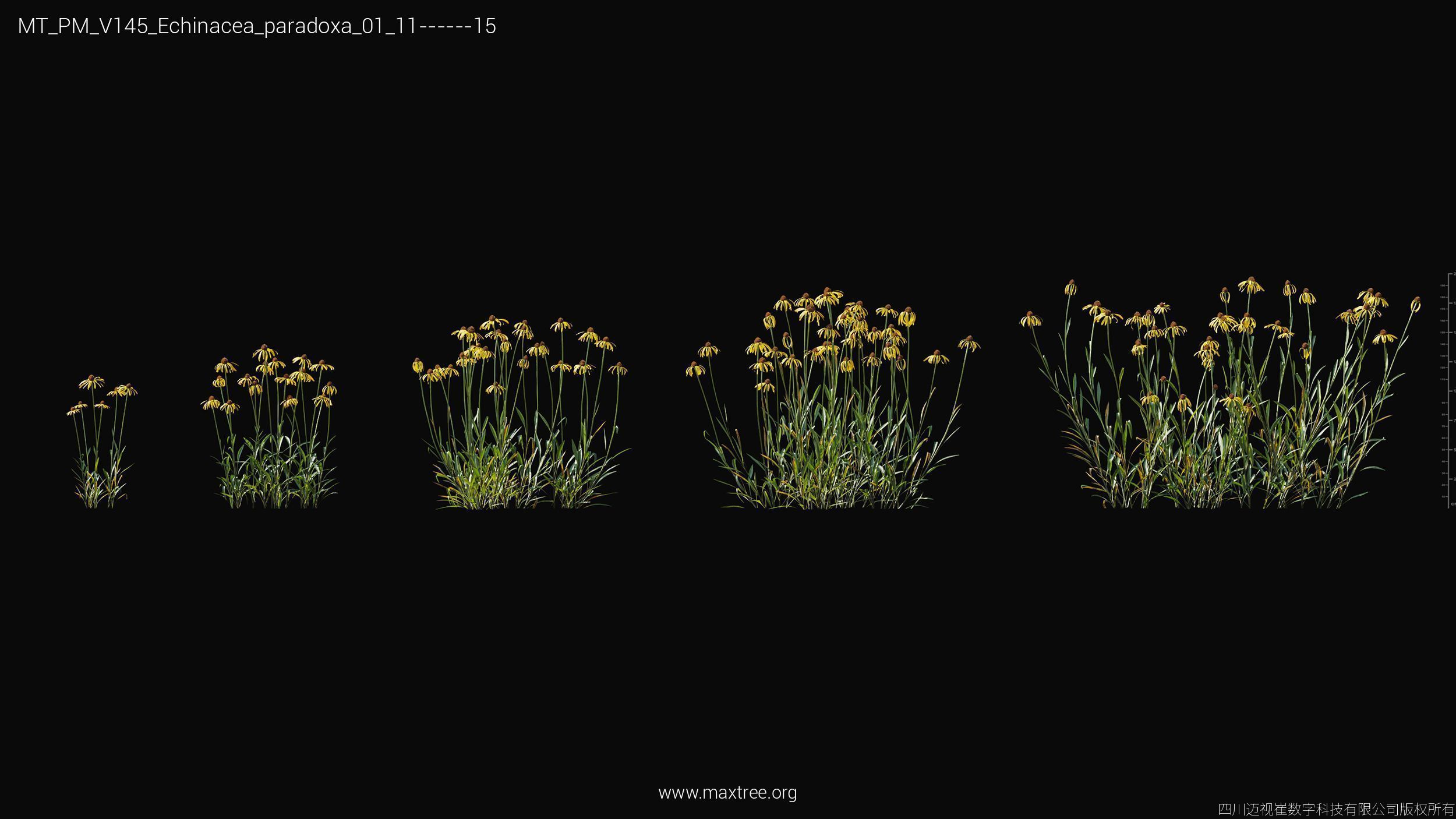 Maxtree Plant Models Vol 145 - Mesh 3D model_7