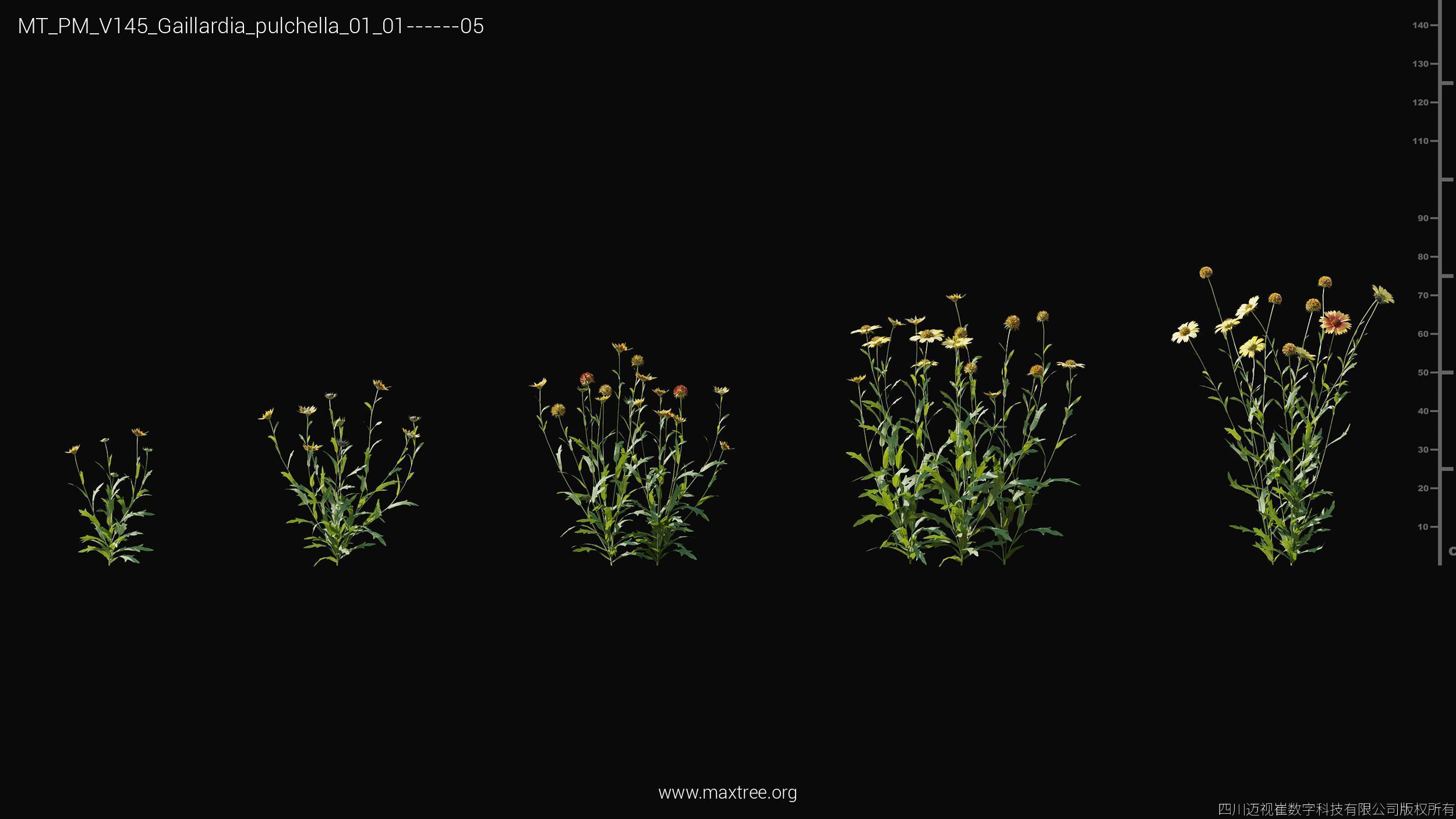 Maxtree Plant Models Vol 145 - Mesh 3D model_15