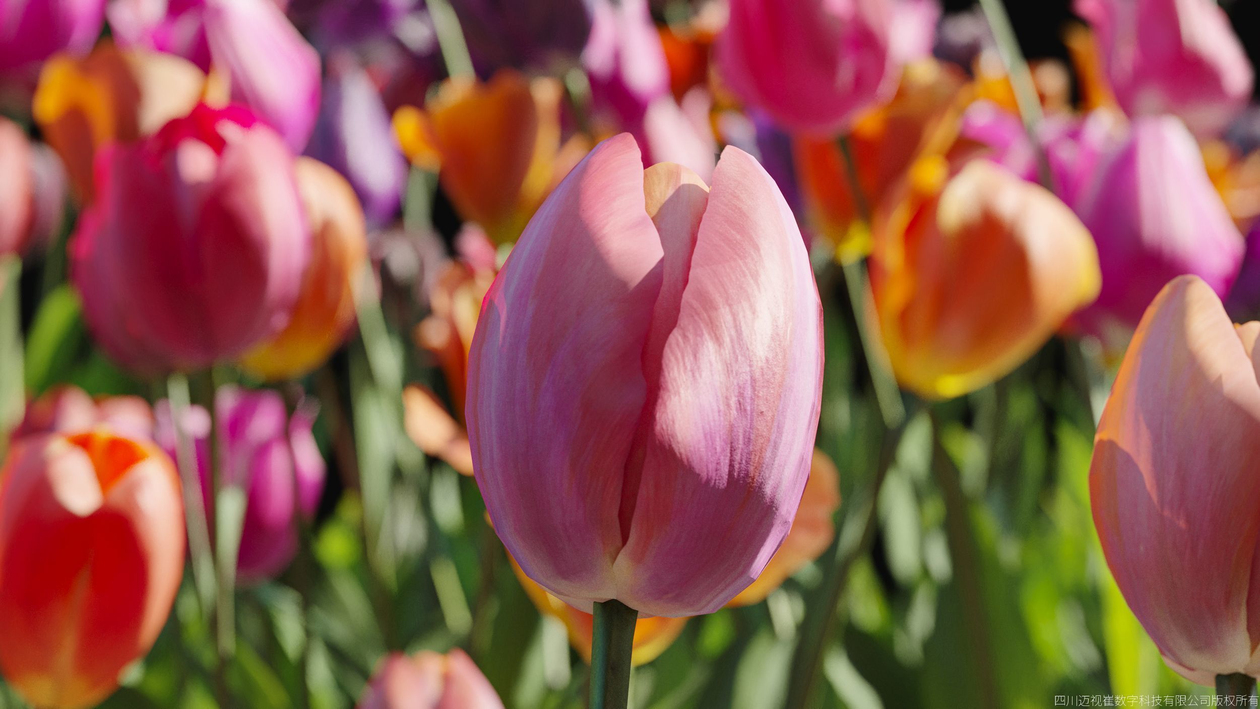 Maxtree Plant Models Vol 145 - Mesh 3D model_3