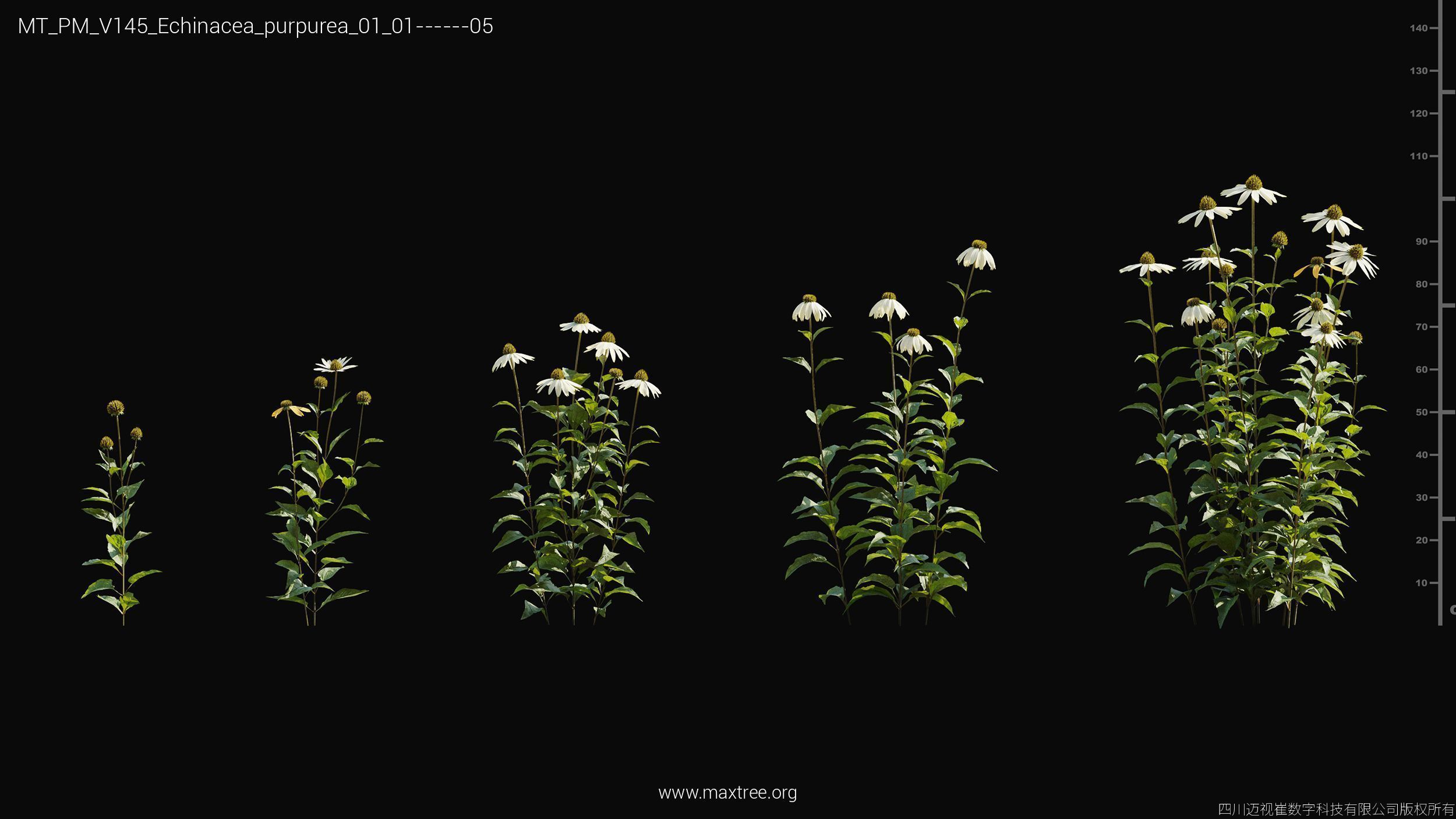 Maxtree Plant Models Vol 145 - Mesh 3D model_10