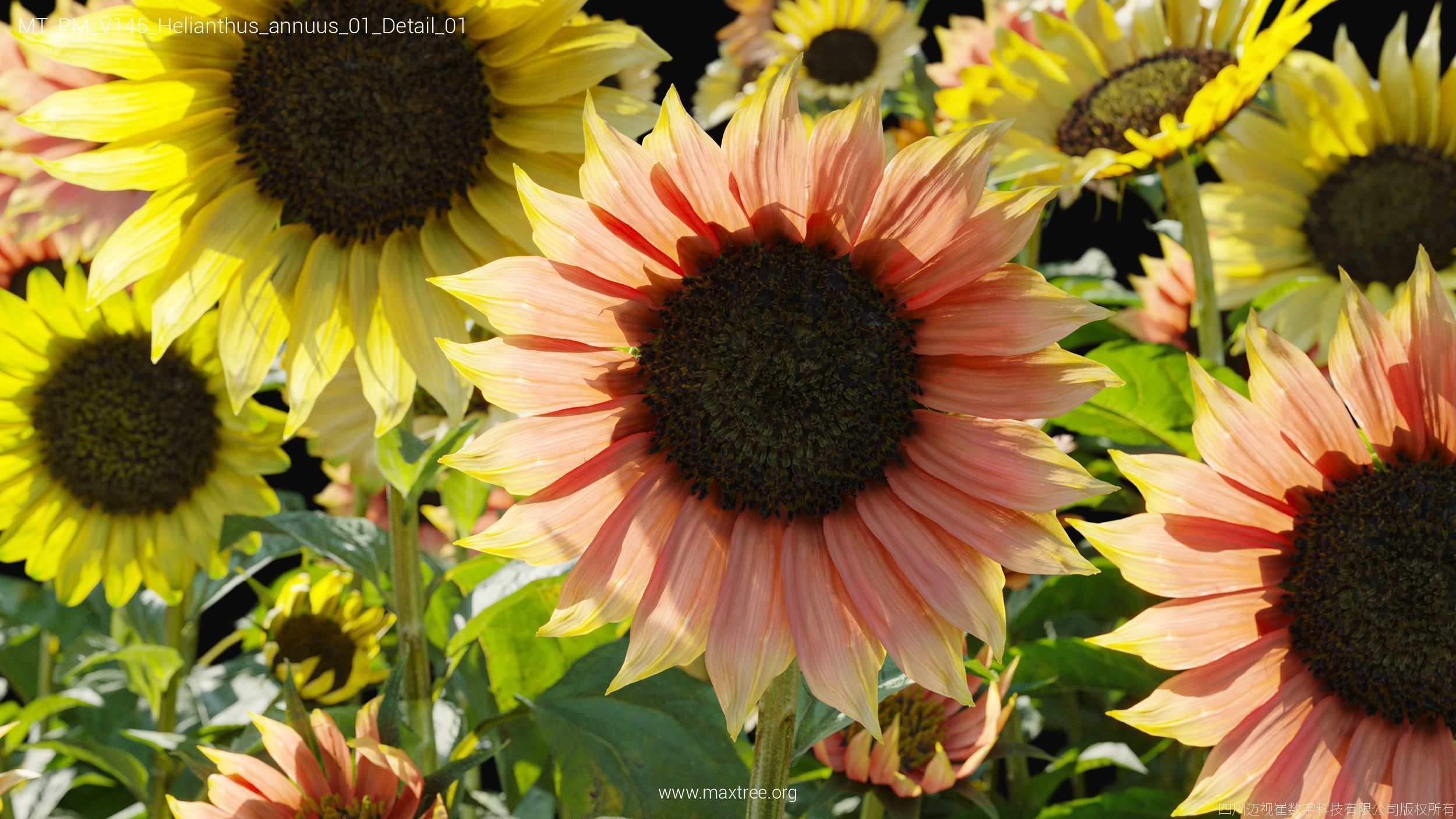 Maxtree Plant Models Vol 145 - Mesh 3D model_28