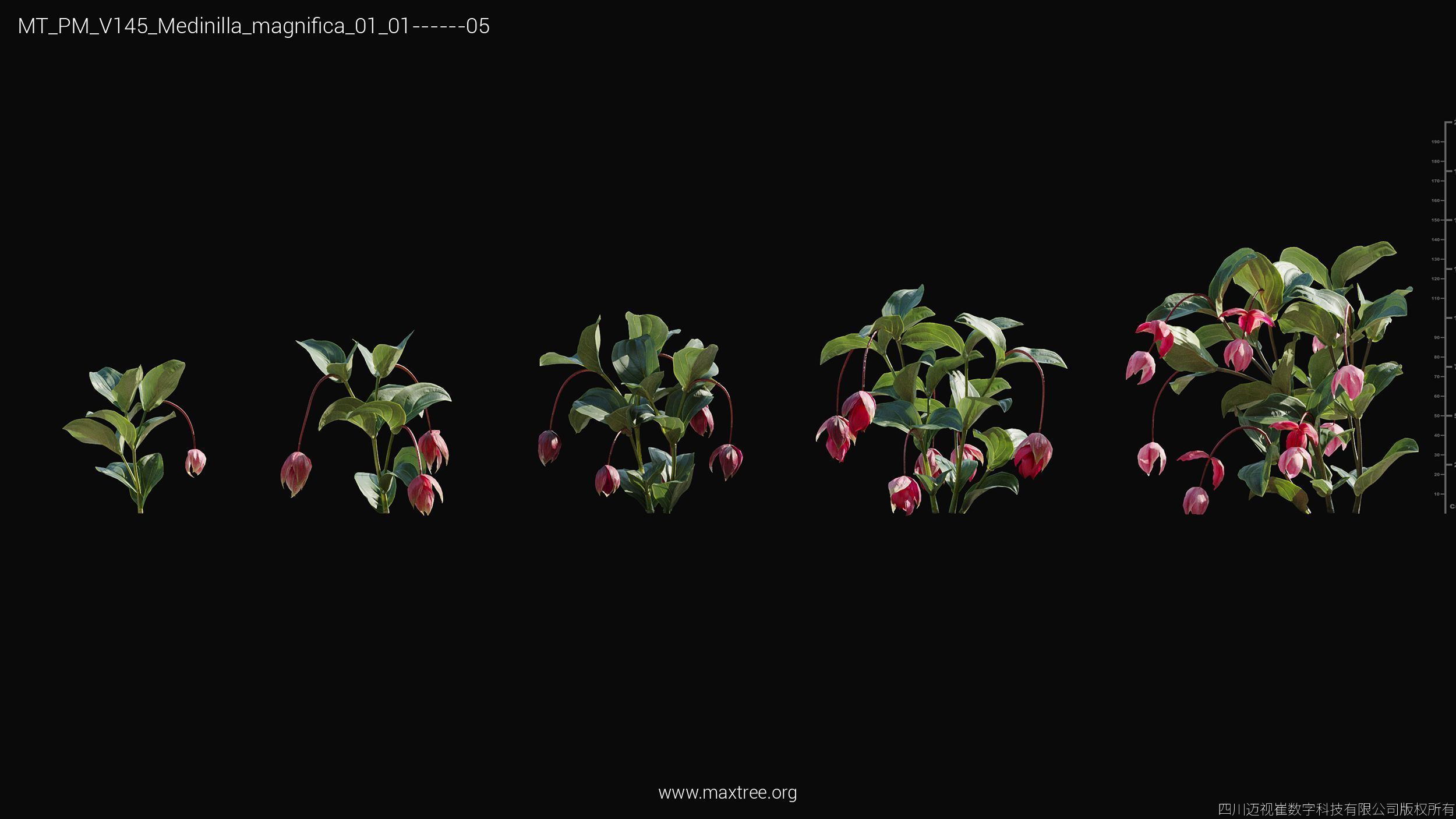 Maxtree Plant Models Vol 145 - Mesh 3D model_35