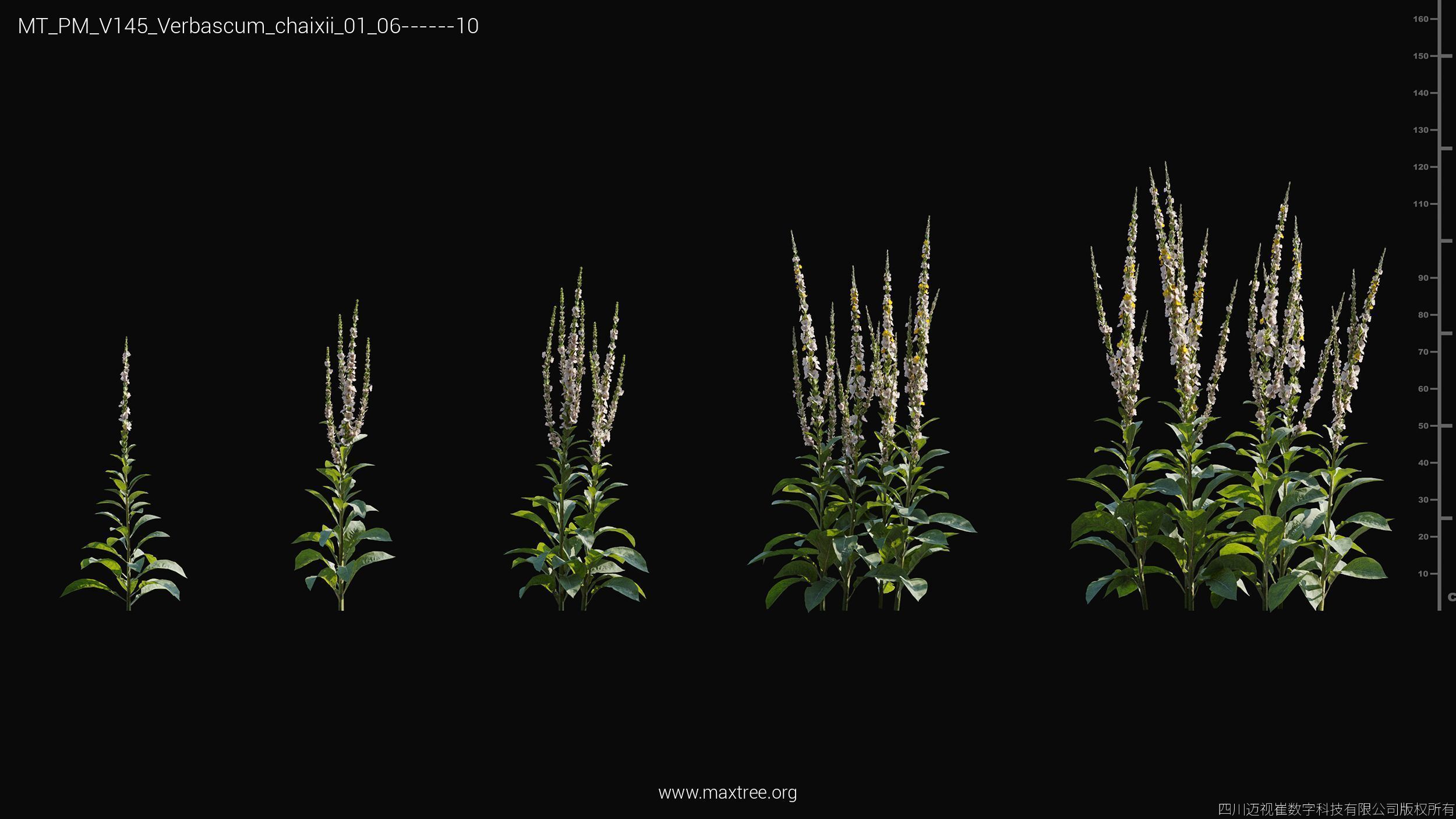 Maxtree Plant Models Vol 145 - Mesh 3D model_56