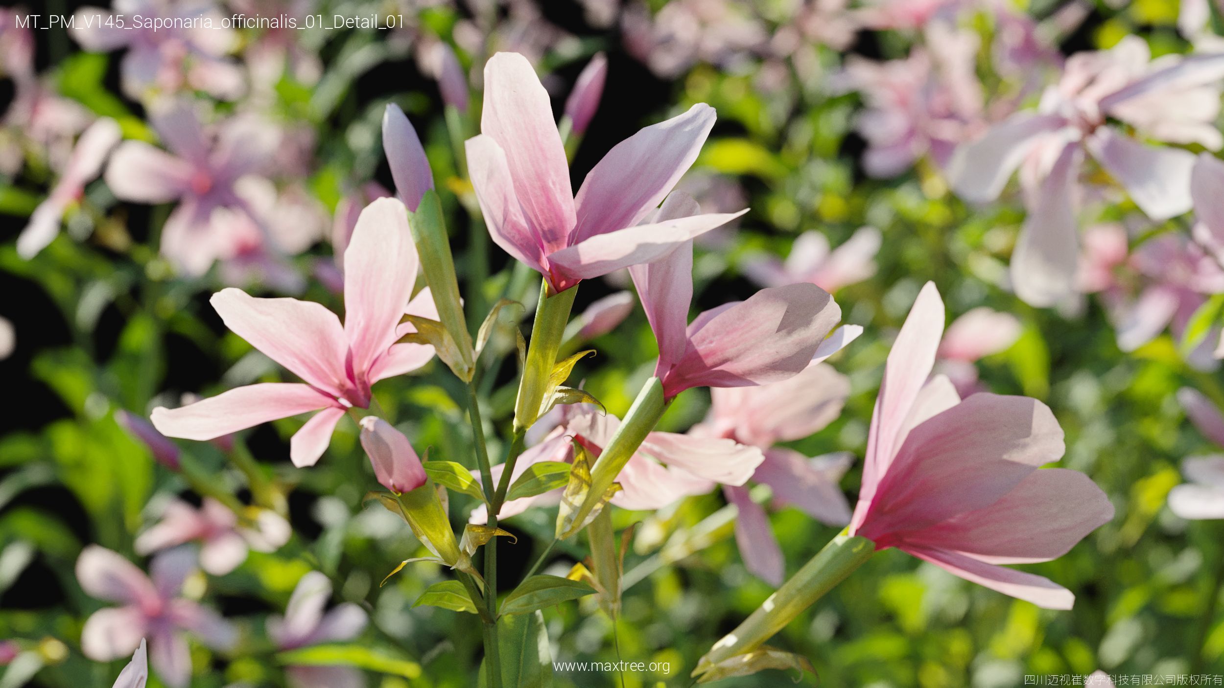 Maxtree Plant Models Vol 145 - Mesh 3D model_43