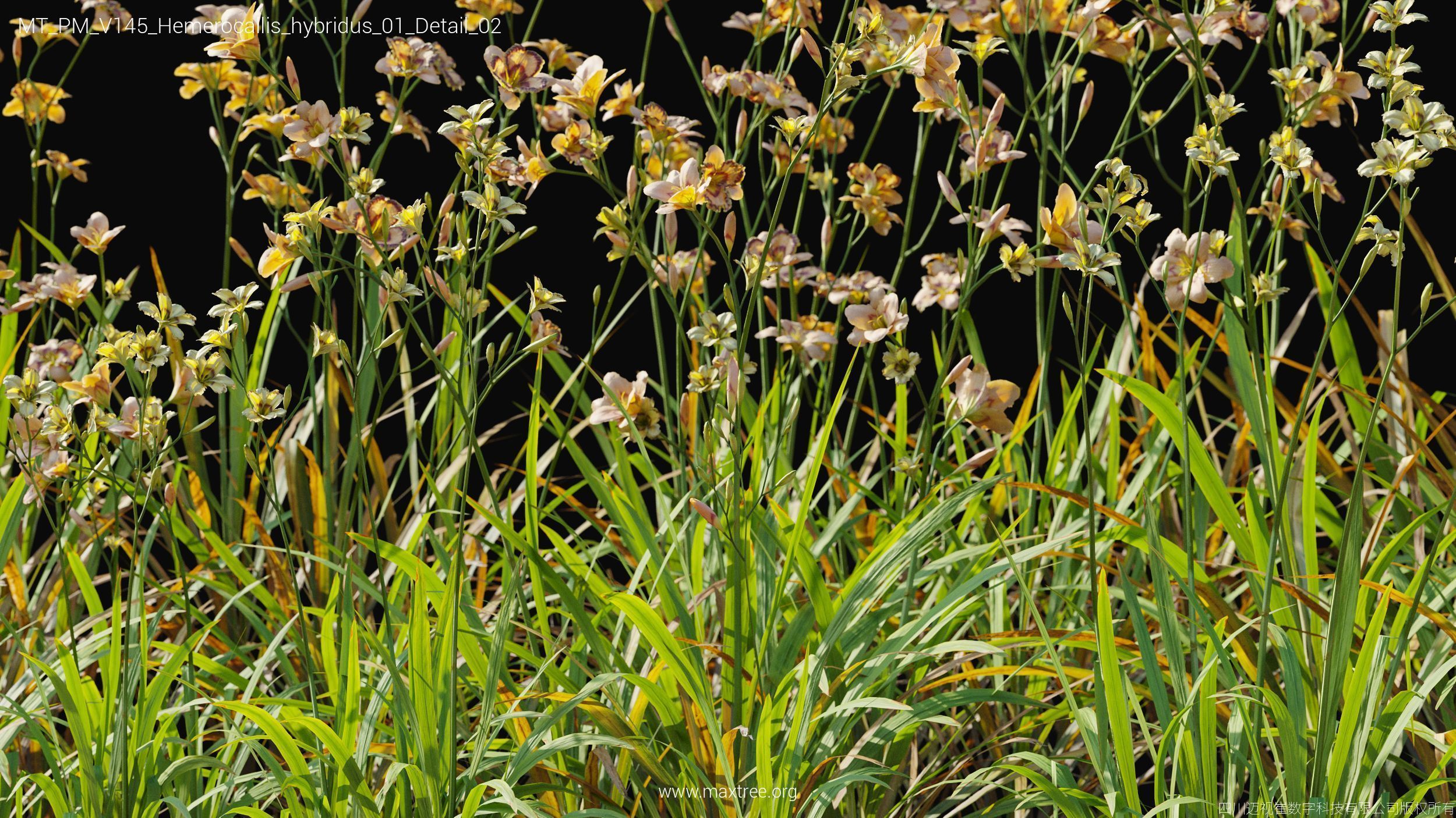 Maxtree Plant Models Vol 145 - Mesh 3D model_34