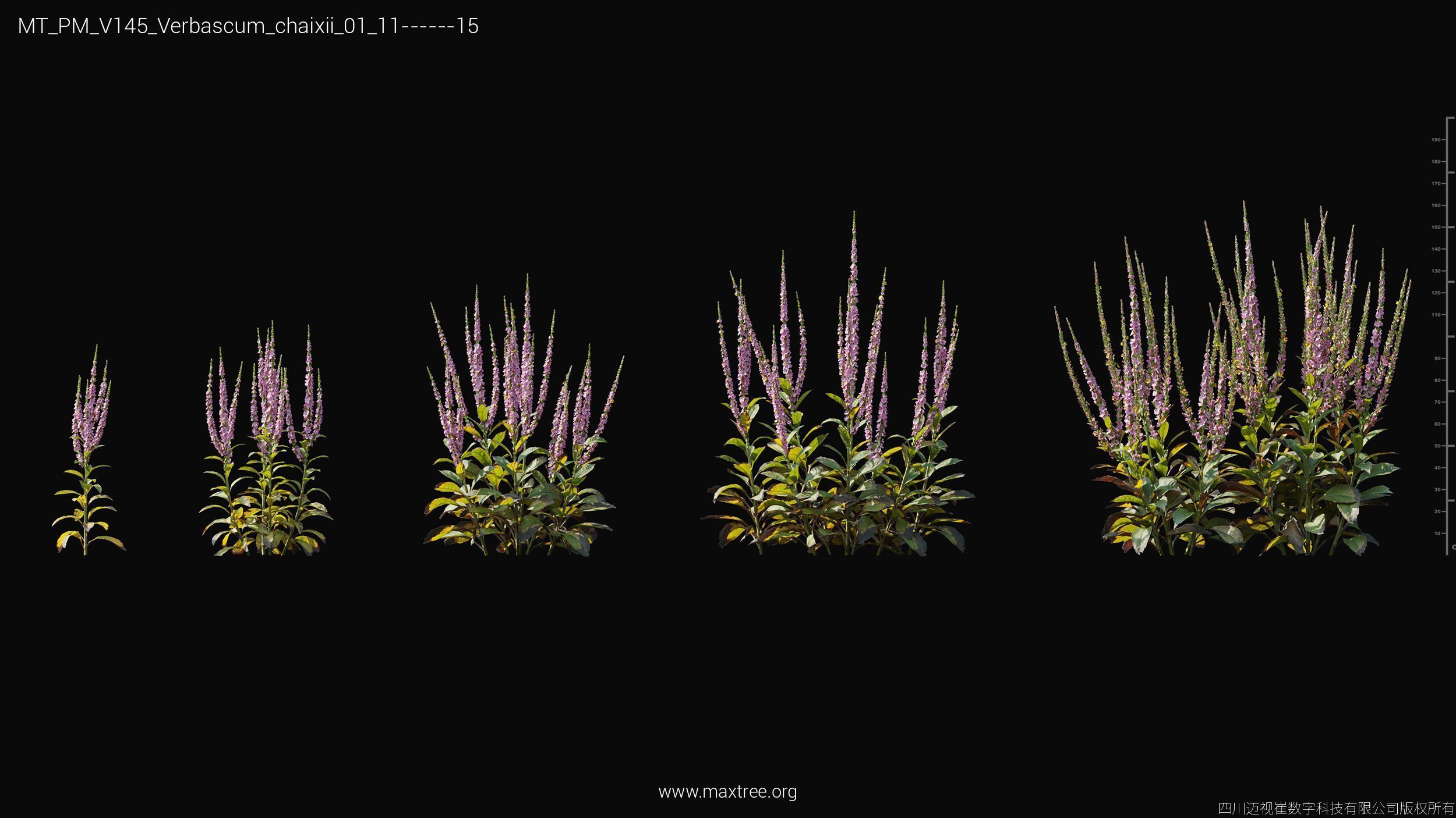 Maxtree Plant Models Vol 145 - Mesh 3D model_57