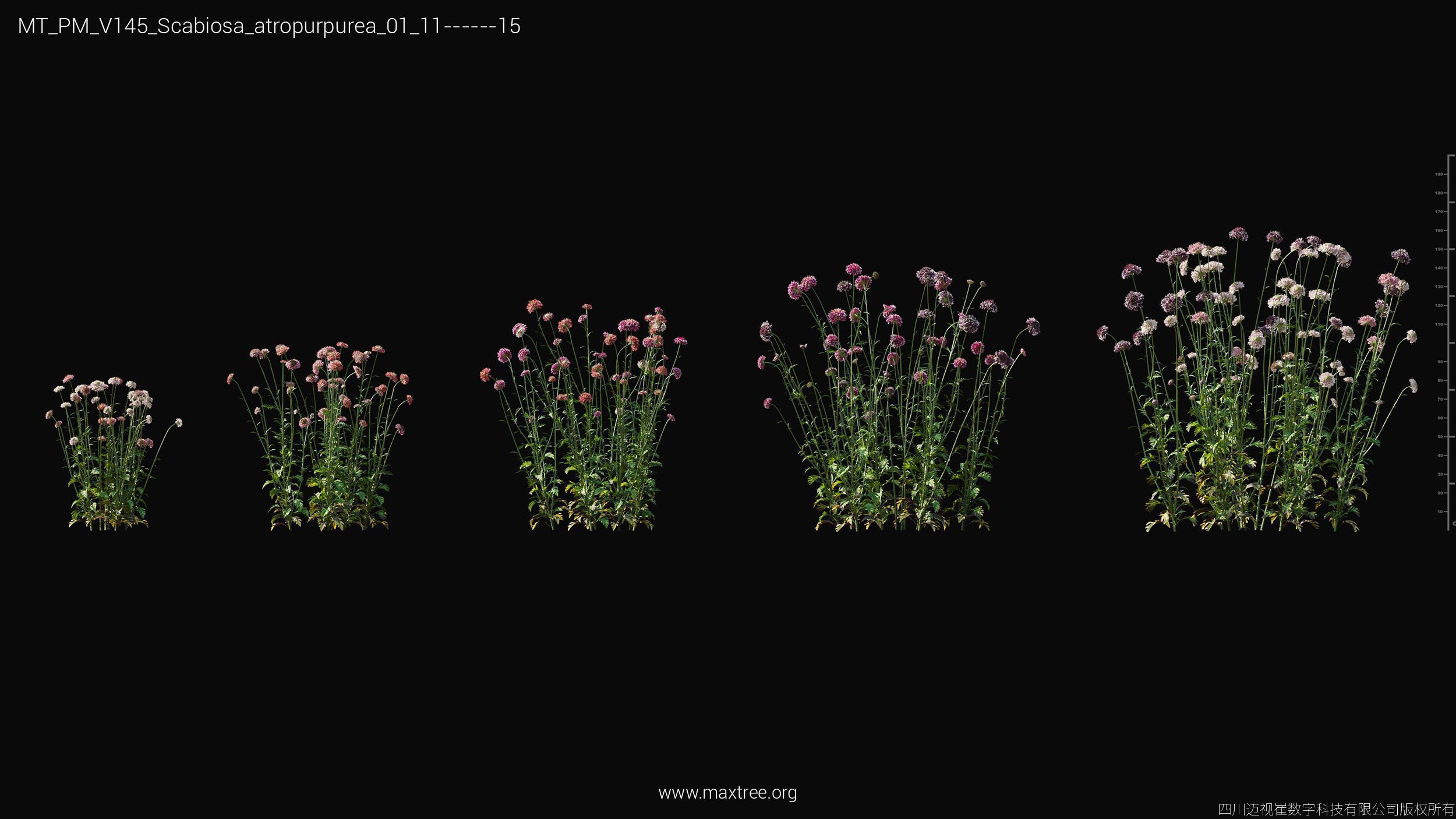 Maxtree Plant Models Vol 145 - Mesh 3D model_47