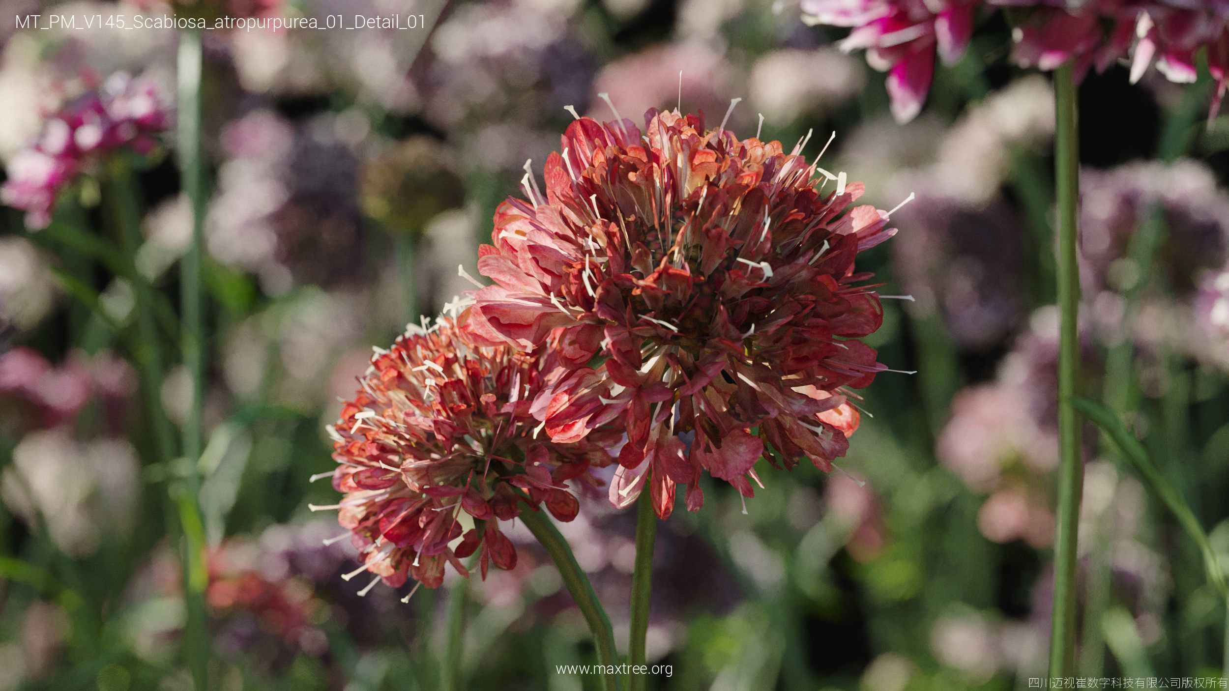 Maxtree Plant Models Vol 145 - Mesh 3D model_48