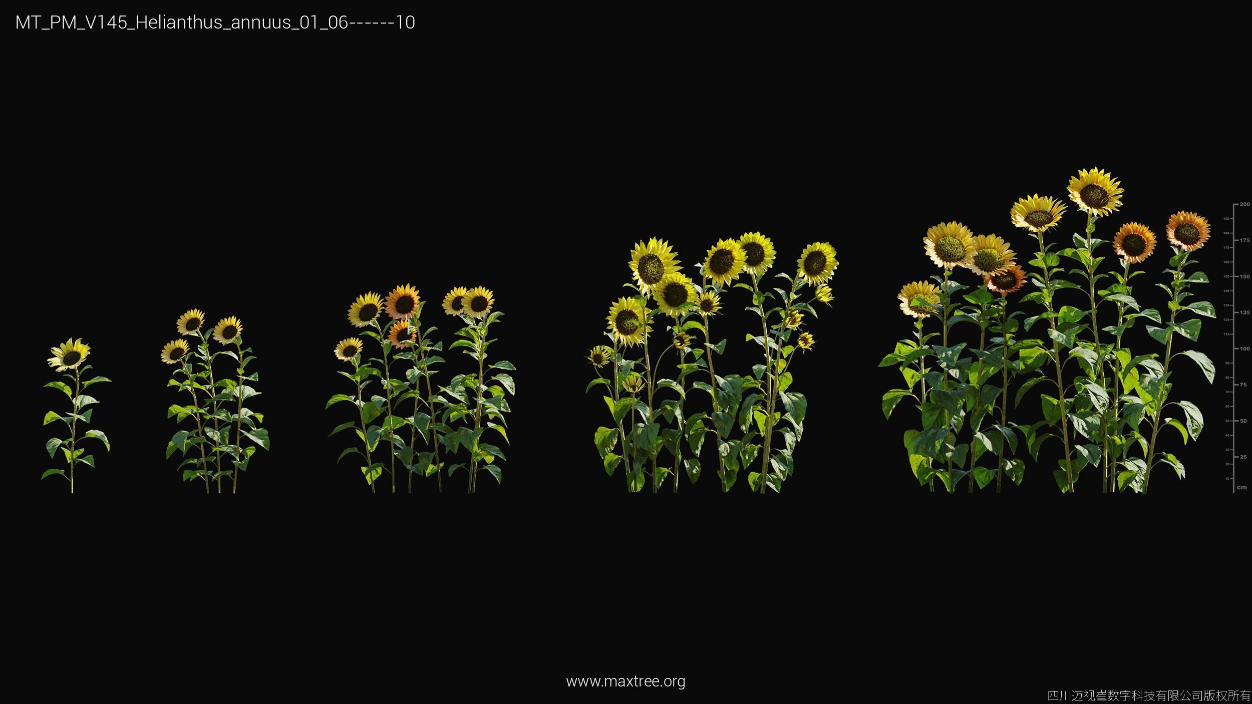 Maxtree Plant Models Vol 145 - Mesh 3D model_26