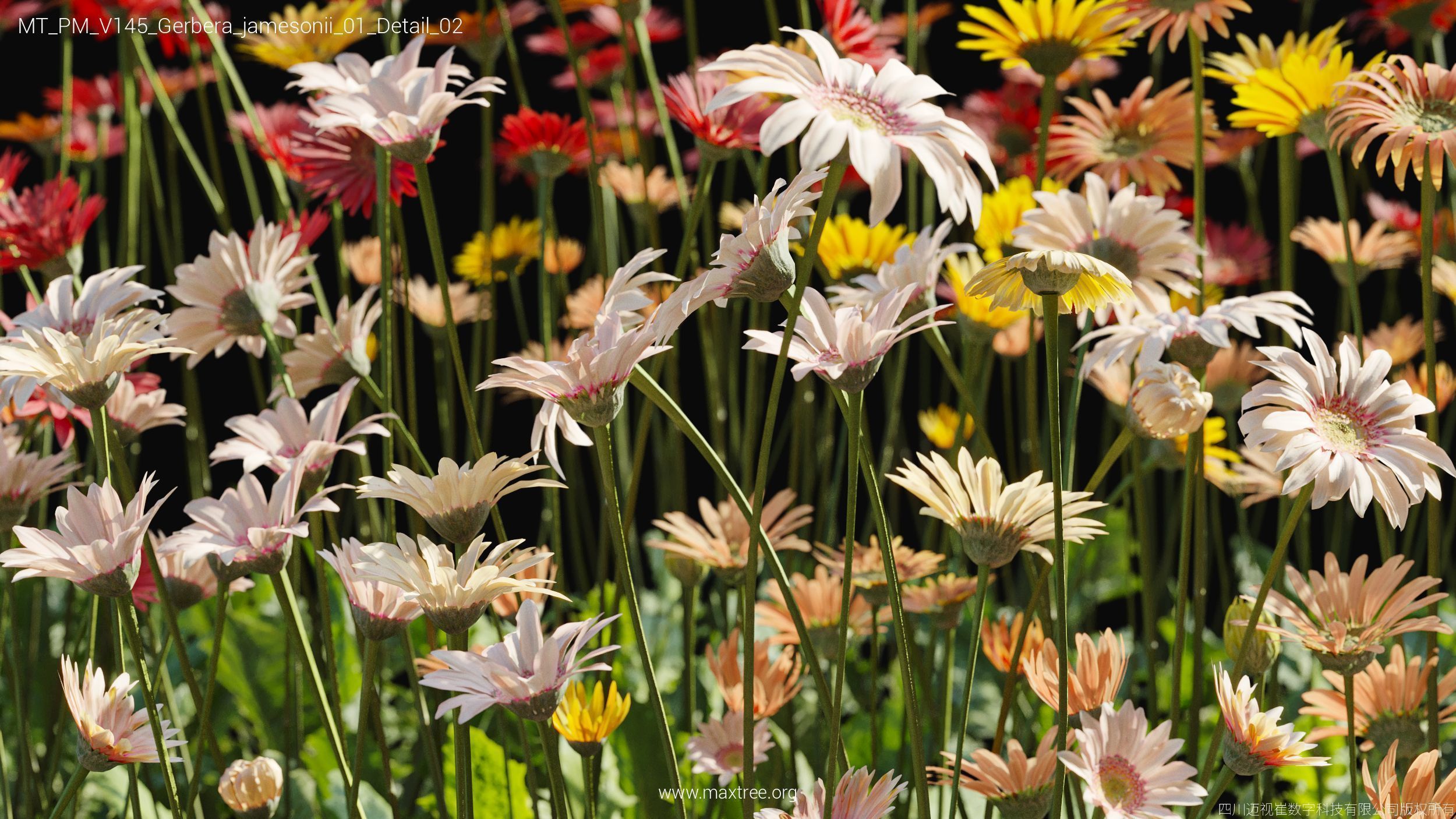 Maxtree Plant Models Vol 145 - Mesh 3D model_24