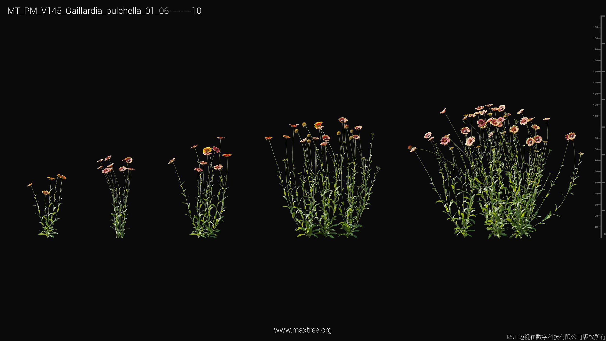 Maxtree Plant Models Vol 145 - Mesh 3D model_16