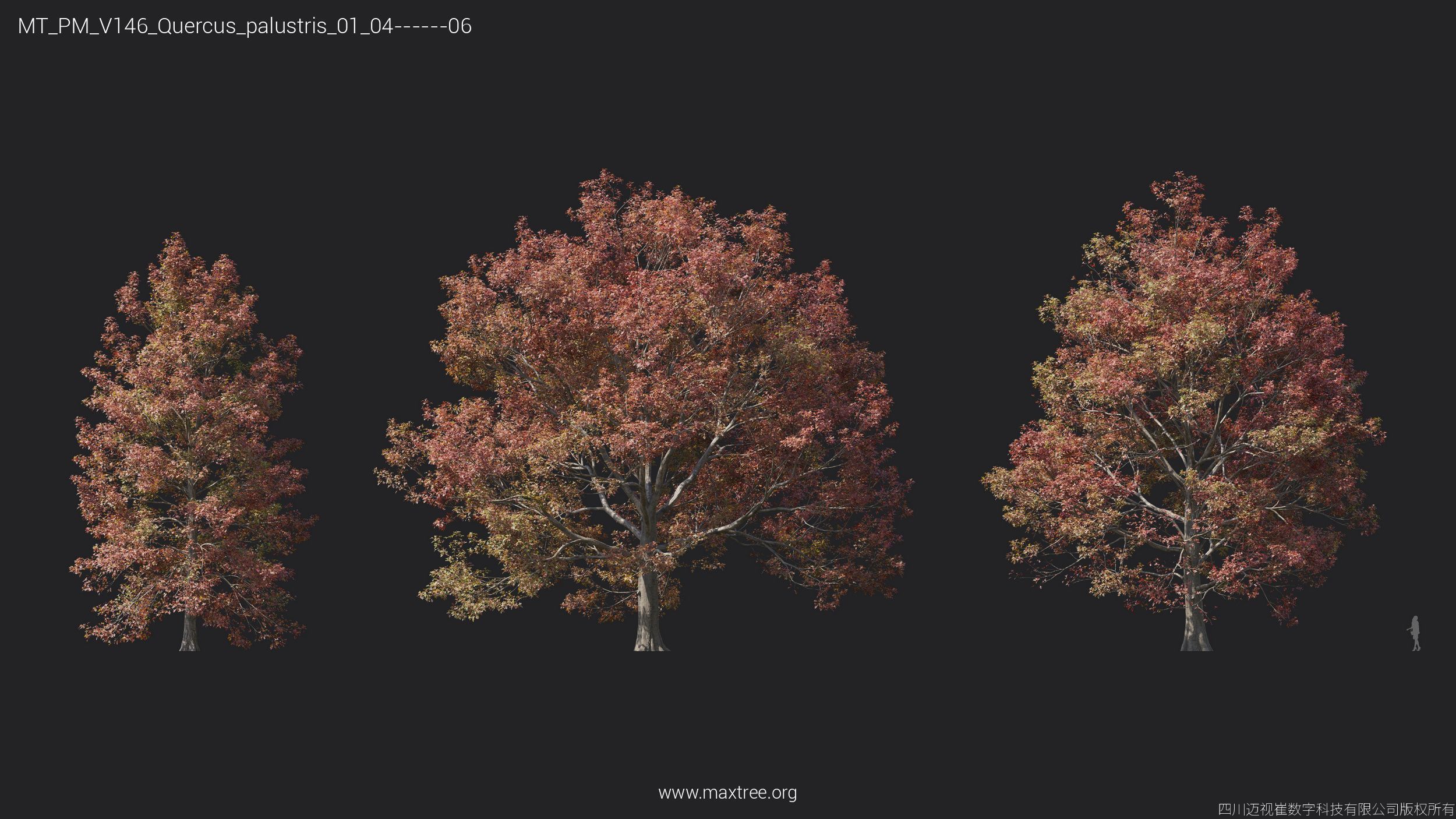 Maxtree Plant Models Vol 146 - Mesh 3D model_30