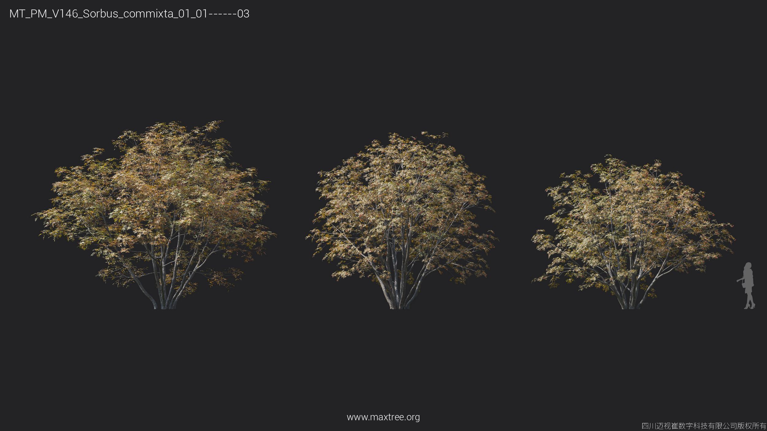 Maxtree Plant Models Vol 146 - Mesh 3D model_33
