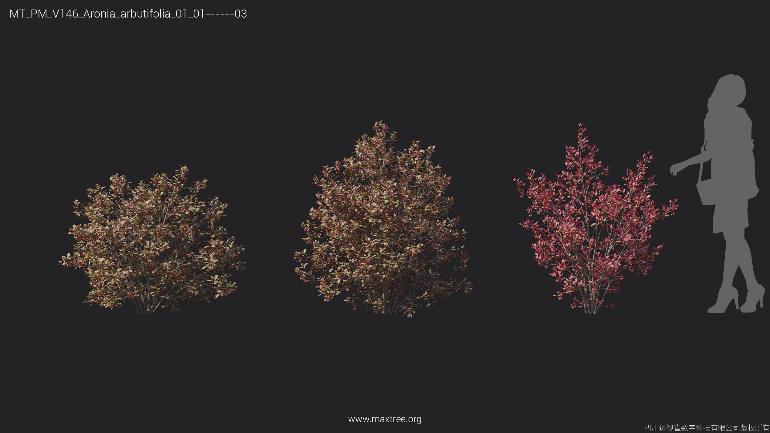 Maxtree Plant Models Vol 146 - Mesh 3D model_7