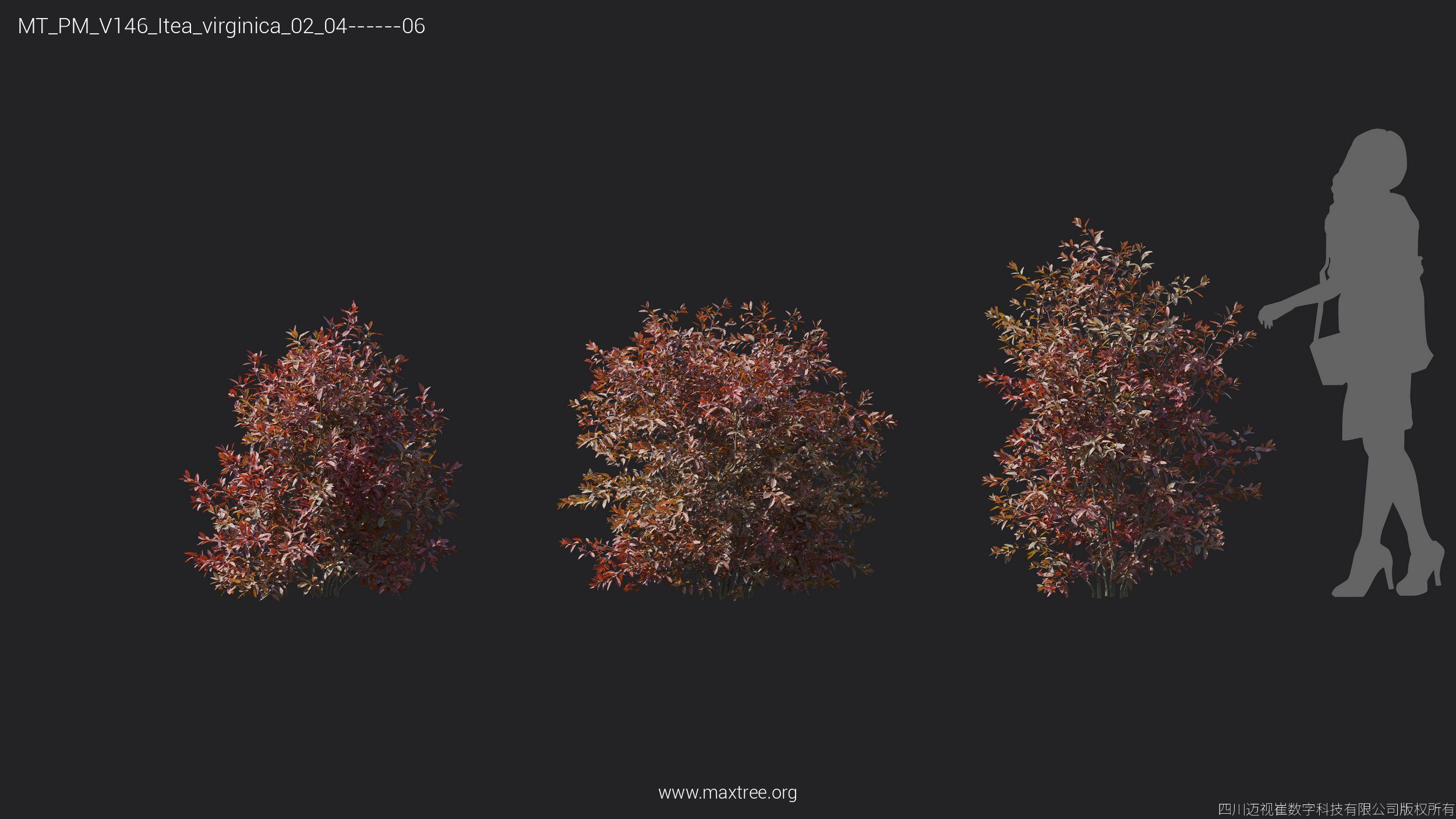 Maxtree Plant Models Vol 146 - Mesh 3D model_18