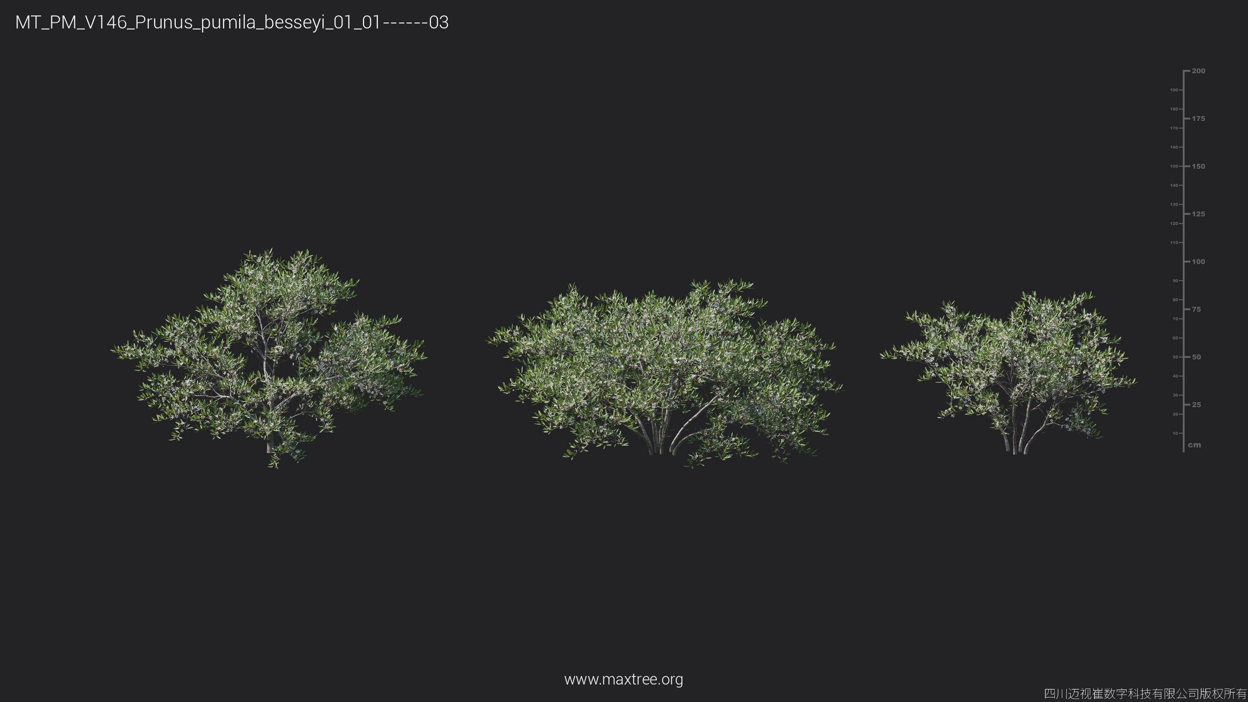 Maxtree Plant Models Vol 146 - Mesh 3D model_25