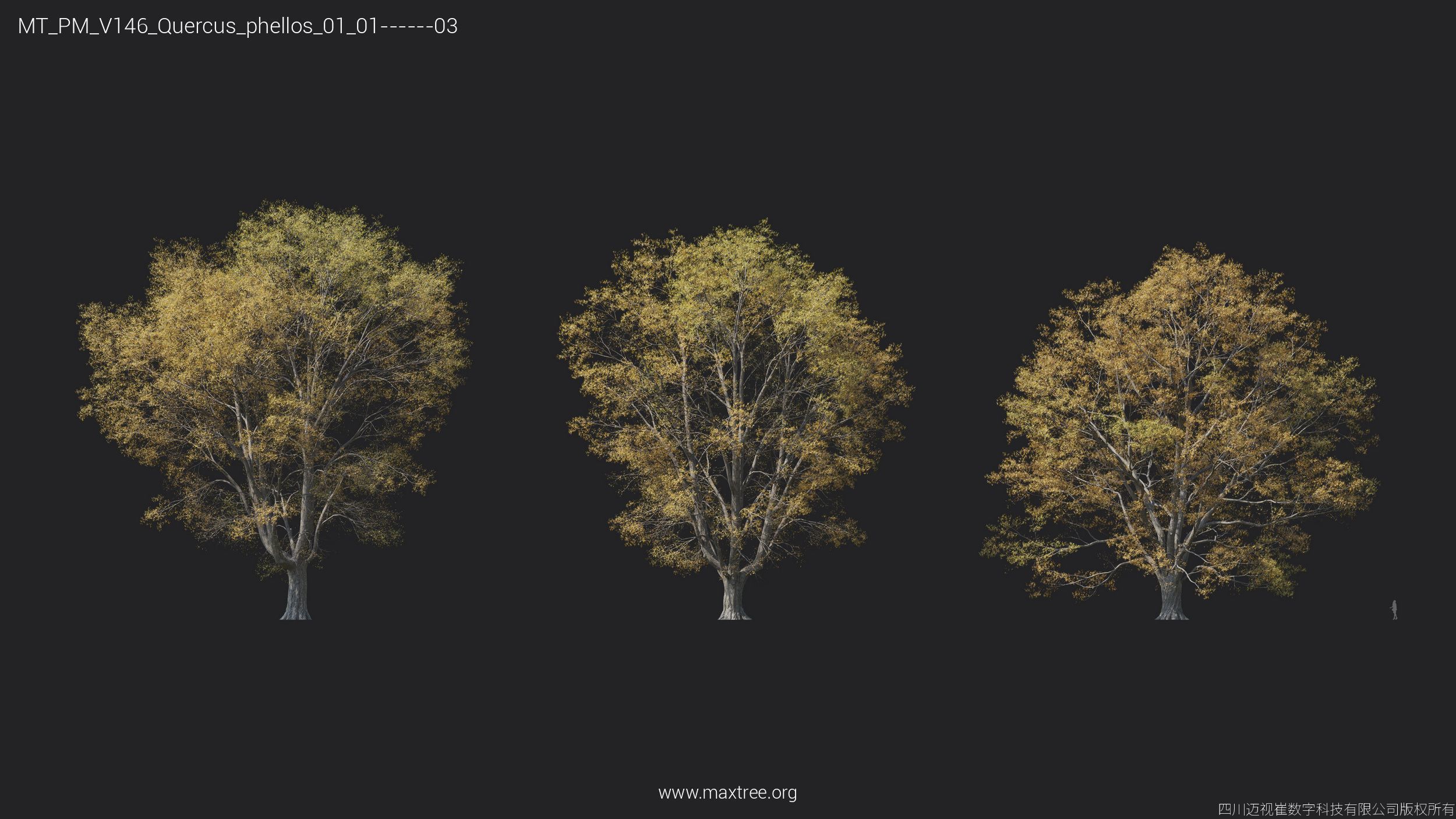 Maxtree Plant Models Vol 146 - Mesh 3D model_31