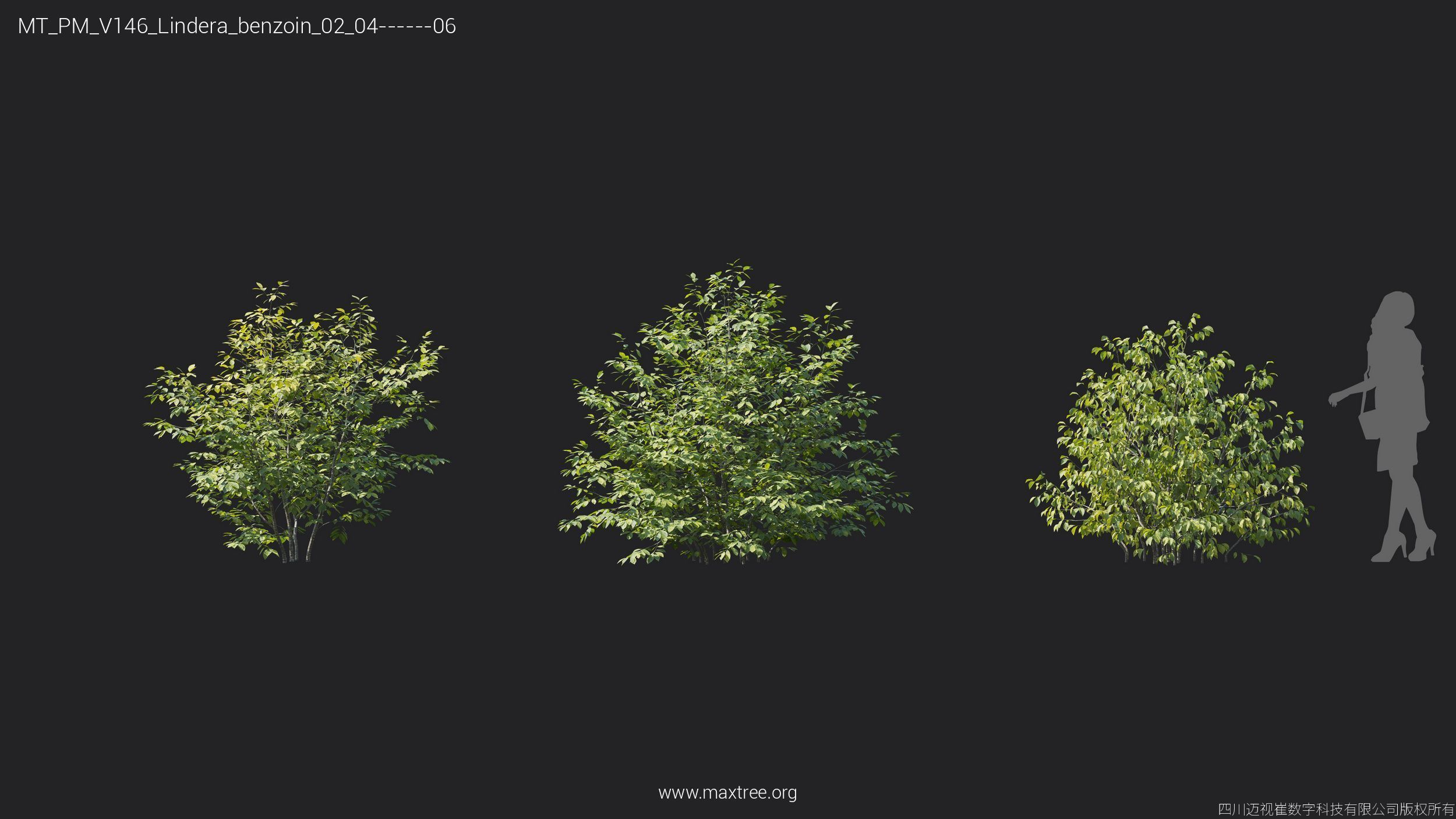Maxtree Plant Models Vol 146 - Mesh 3D model_24