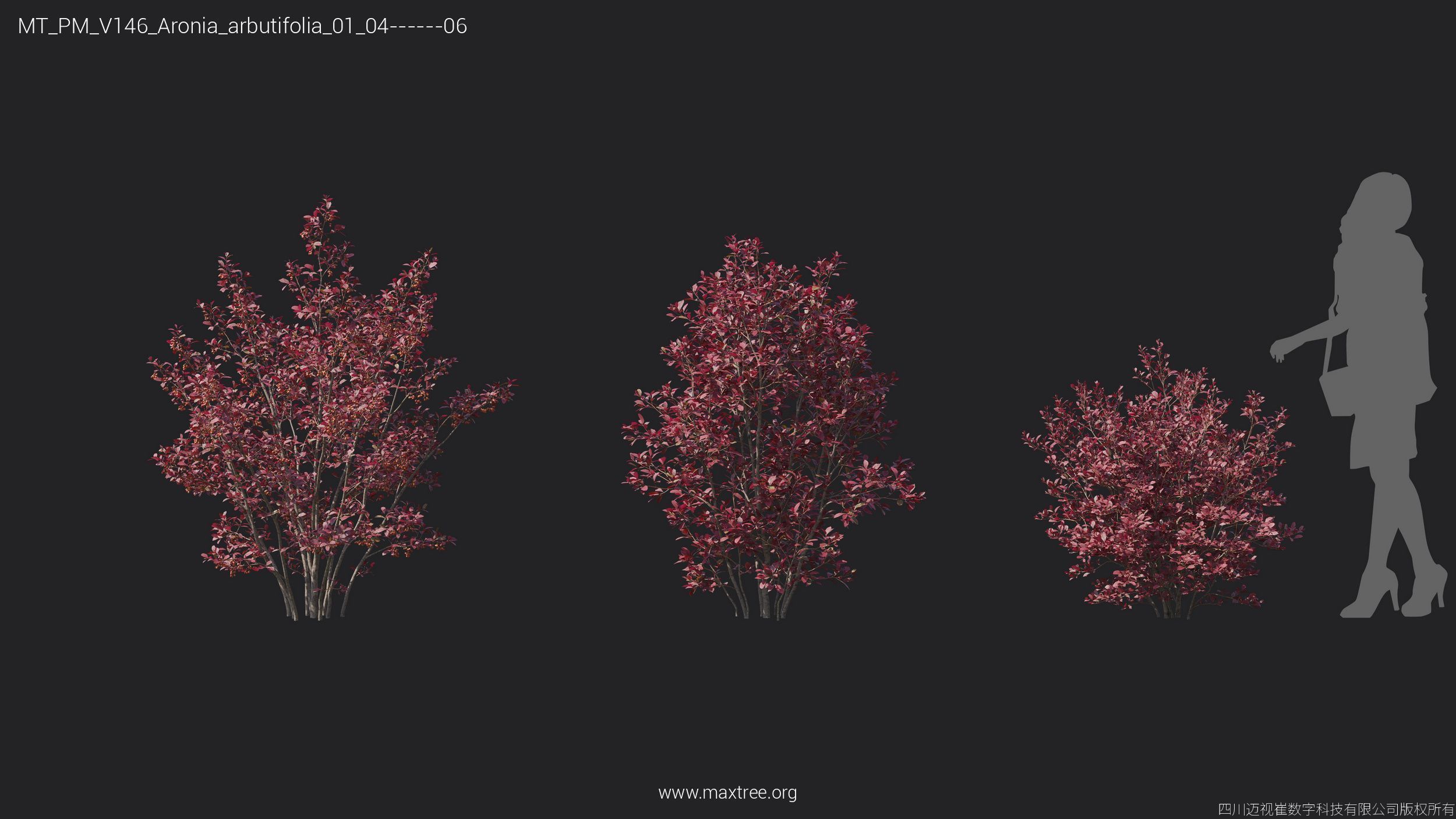 Maxtree Plant Models Vol 146 - Mesh 3D model_8